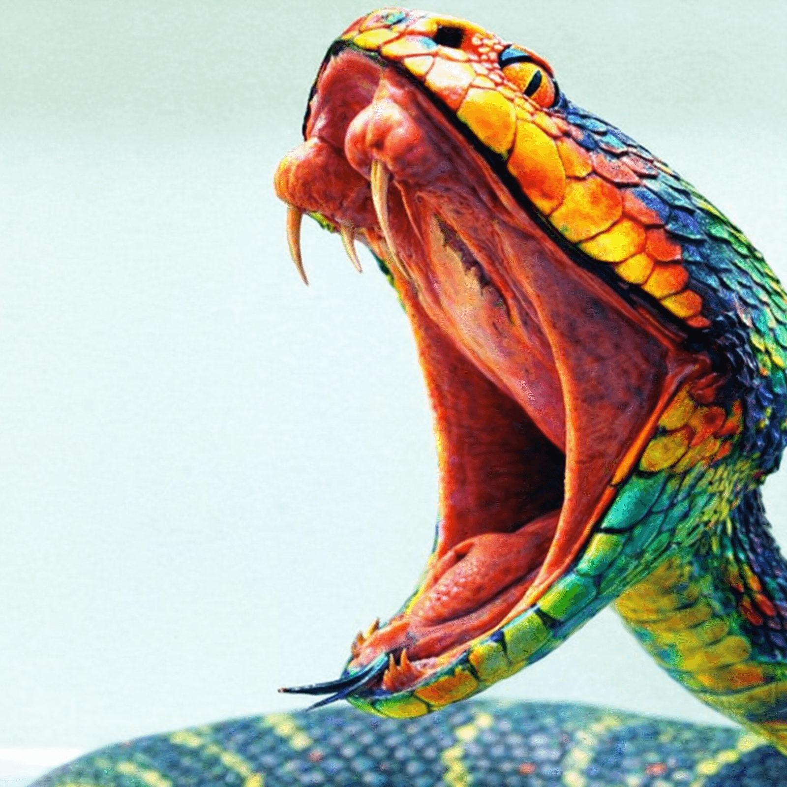 ID4U Episode 23 Snake Envenomation - ID4U - Infectious Disease Podcasts for Users of the CMES program cover