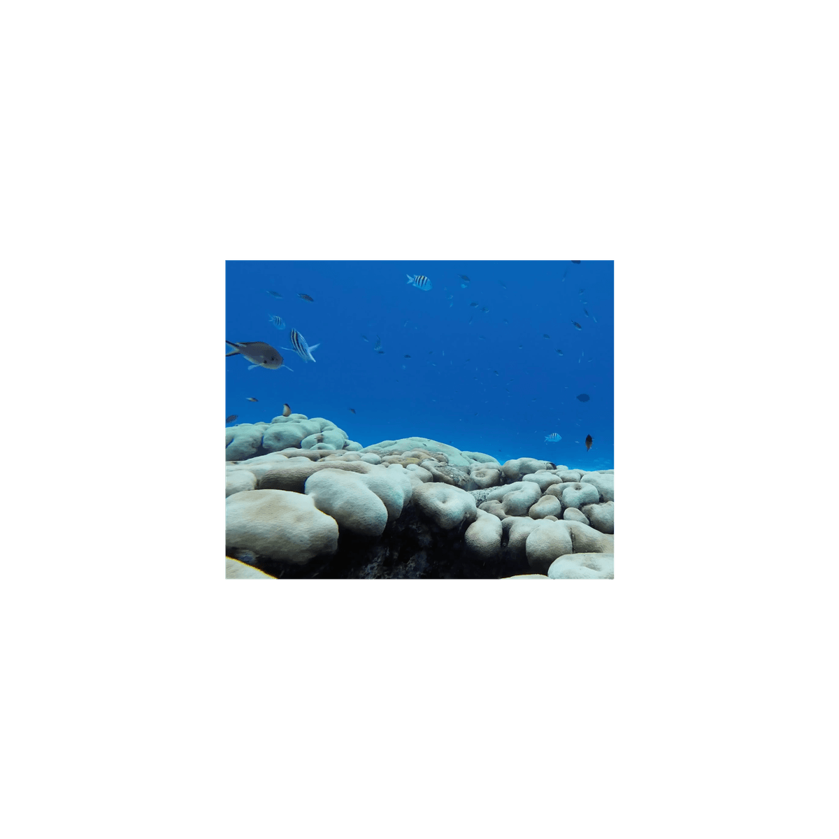 Marine Animals - MPB Podcasts & Audiobooks cover