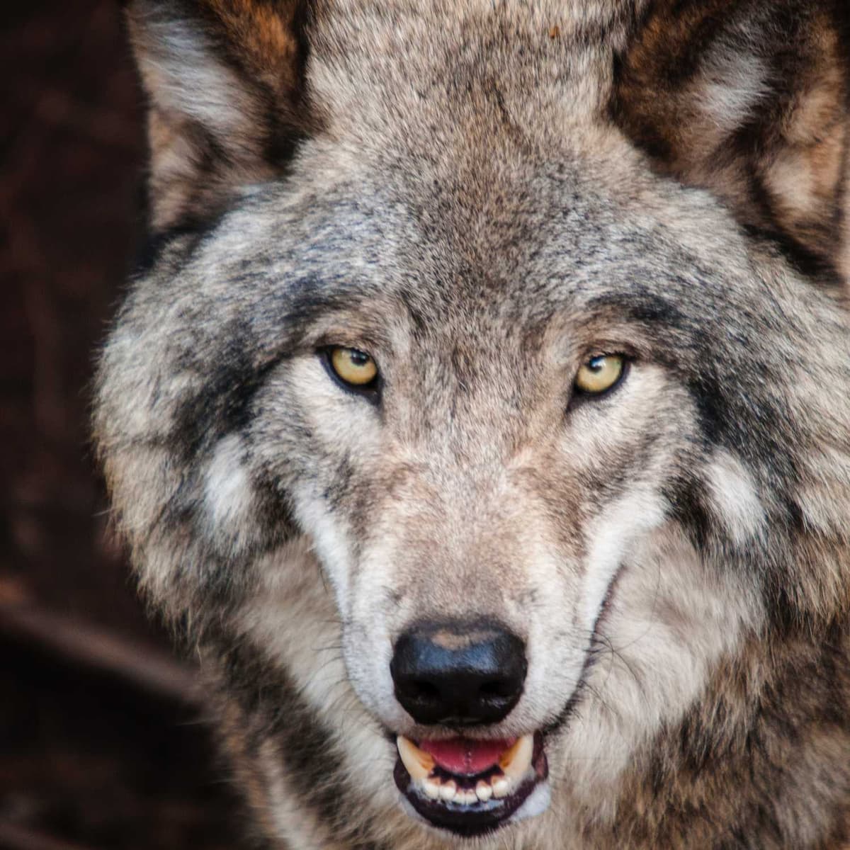 LAST EPISODE: Satan, Minister of Music? - Notes On Spiritual Warfare cover