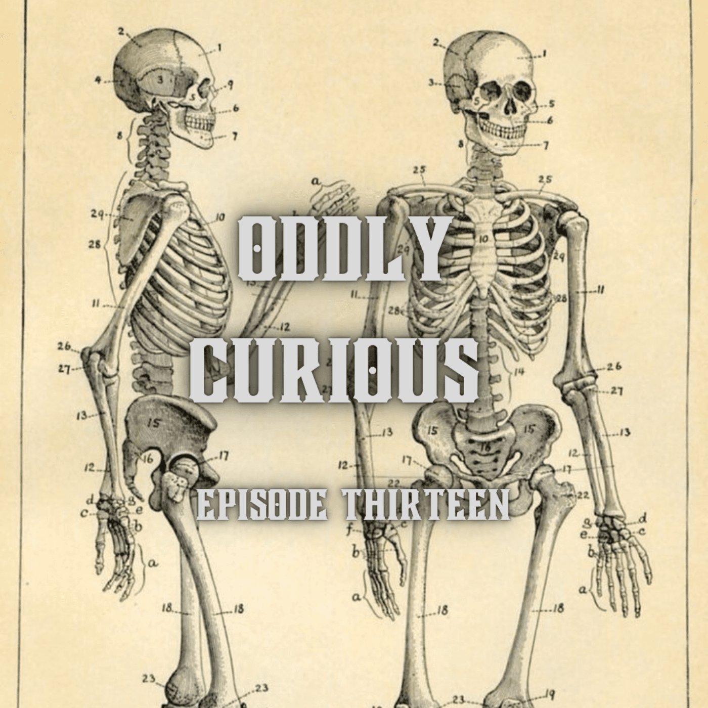 Oddly Medical - Oddly Curious cover