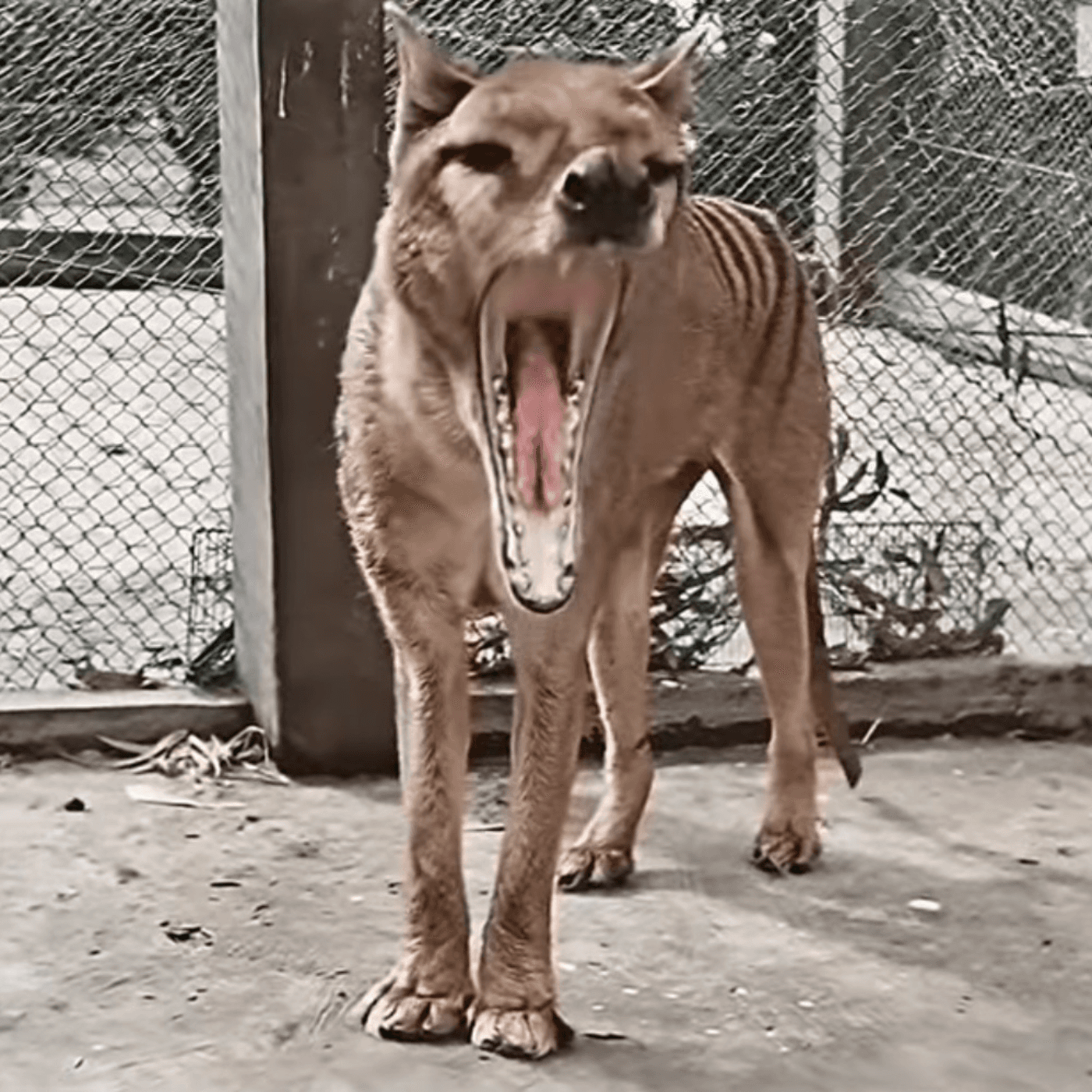 Anomalistics - Purity & Danger  cover