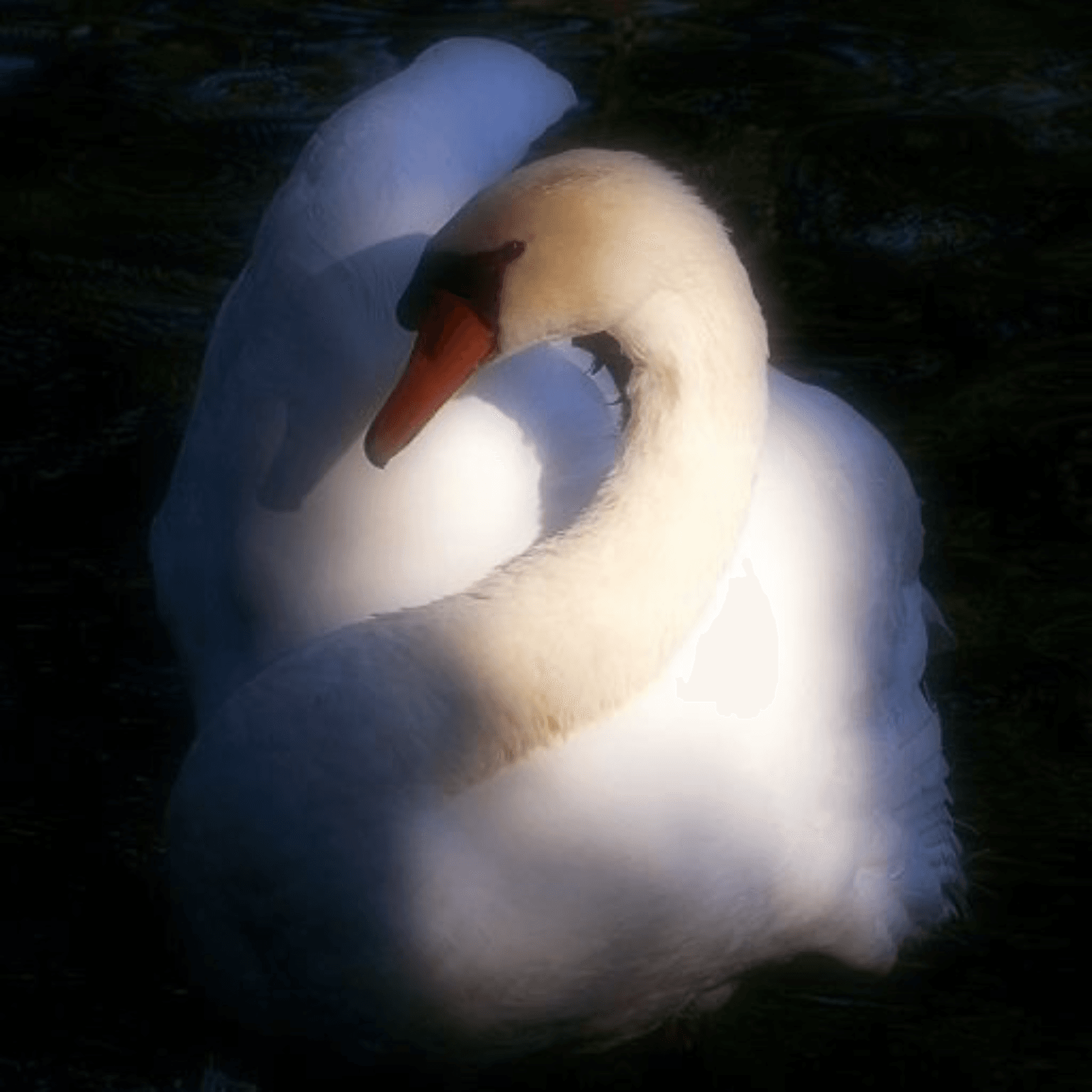 Swan Lake - Purity & Danger  cover