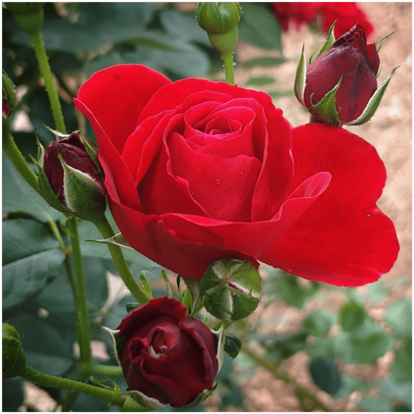 Valentine Eroticas, Part 2: Fem Dom/masc sub - Slut PhD cover