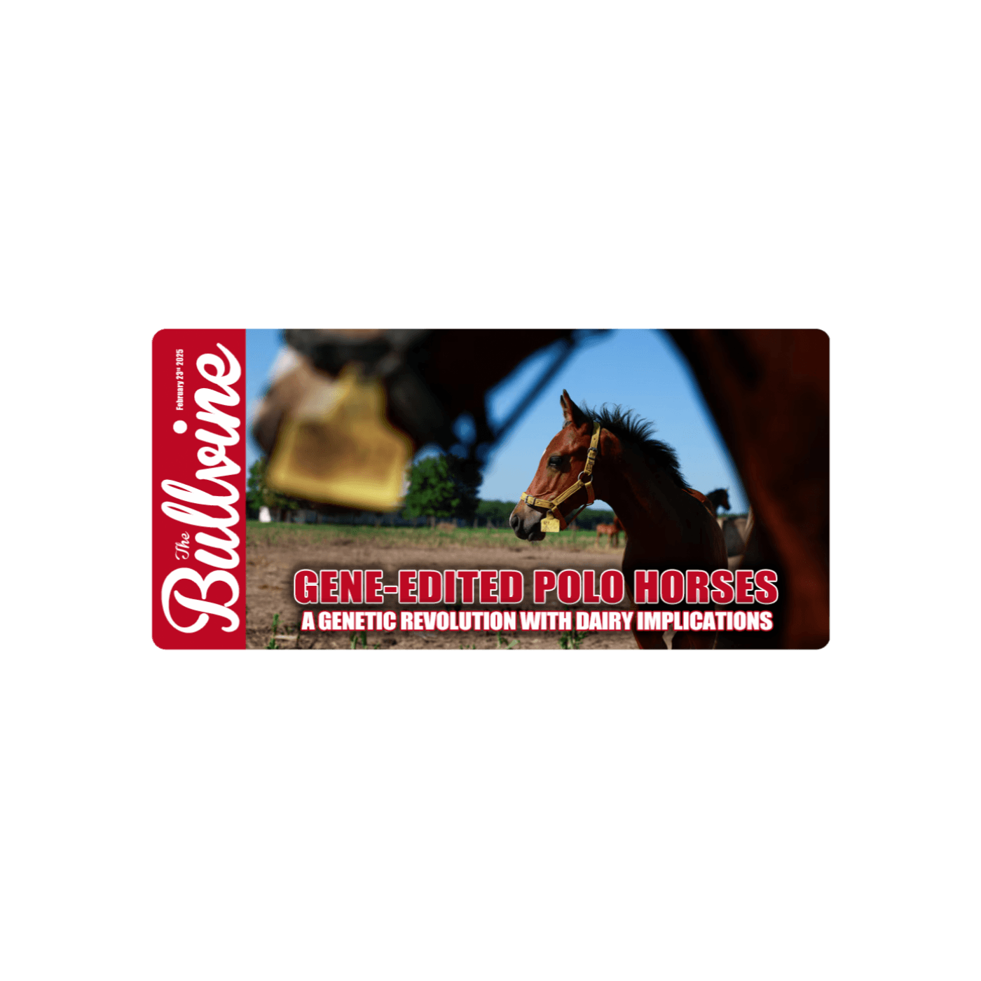 E179 Gene-Edited Polo Horses: A Genetic Revolution with Dairy Implications - The Bullvine cover