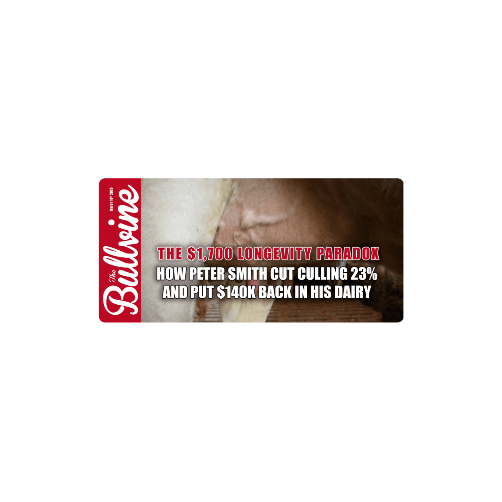 E517 The $1,700 Longevity Paradox: How Peter Smith Cut Culling 23% and Put $140K Back in His Dairy - The Bullvine cover