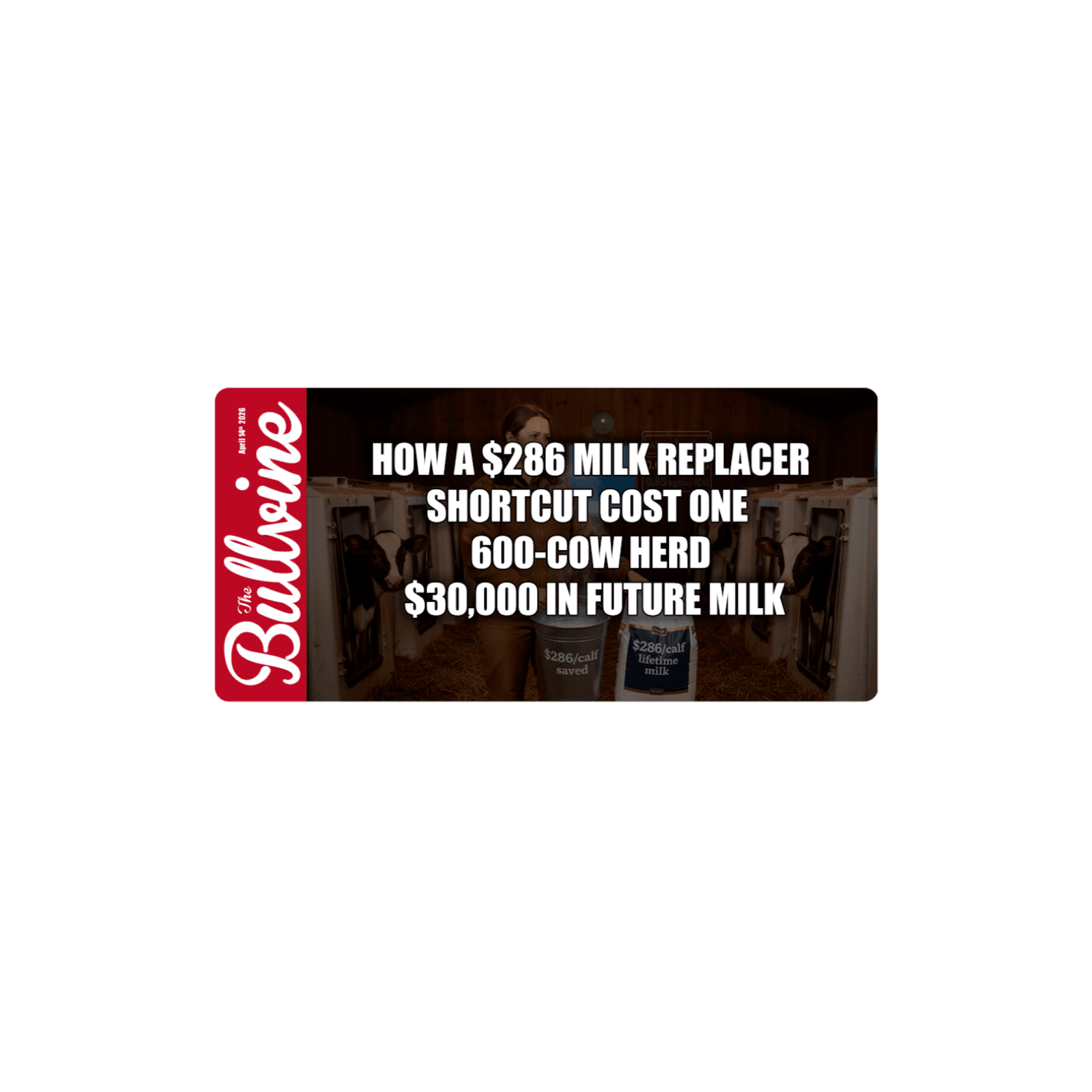 E536 How a $286 Milk Replacer Shortcut Cost One 600‑Cow Herd $30,000 in Future Milk — The Bullvine cover