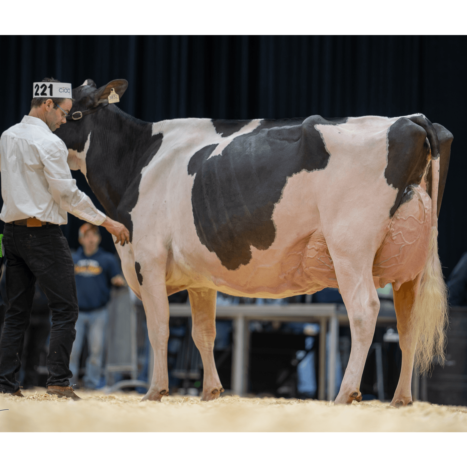 E538 Quebec Spring Holstein Show 2026 - The Bullvine cover