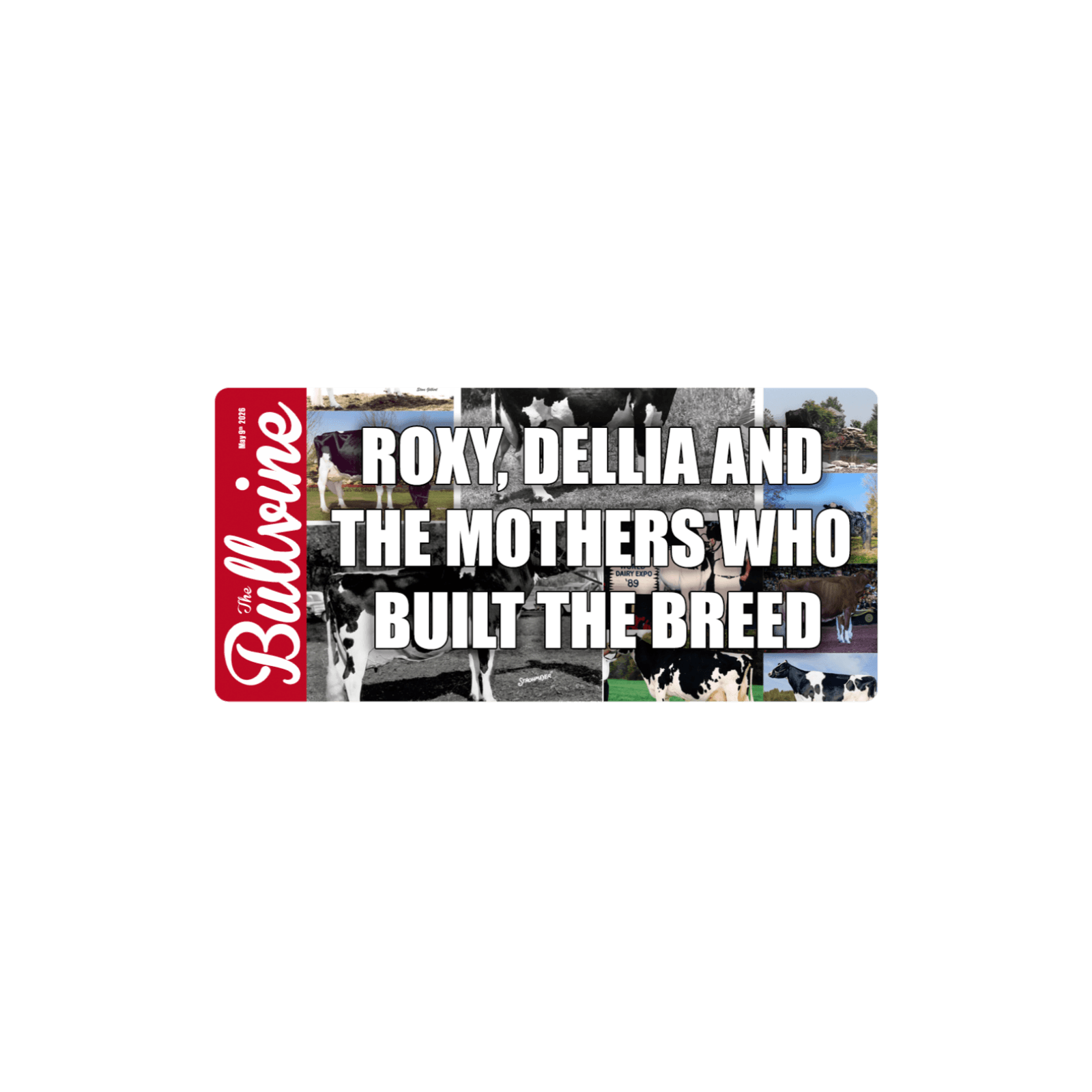 E554 Roxy, Dellia and The Mothers Who Built the Breed — The Bullvine cover