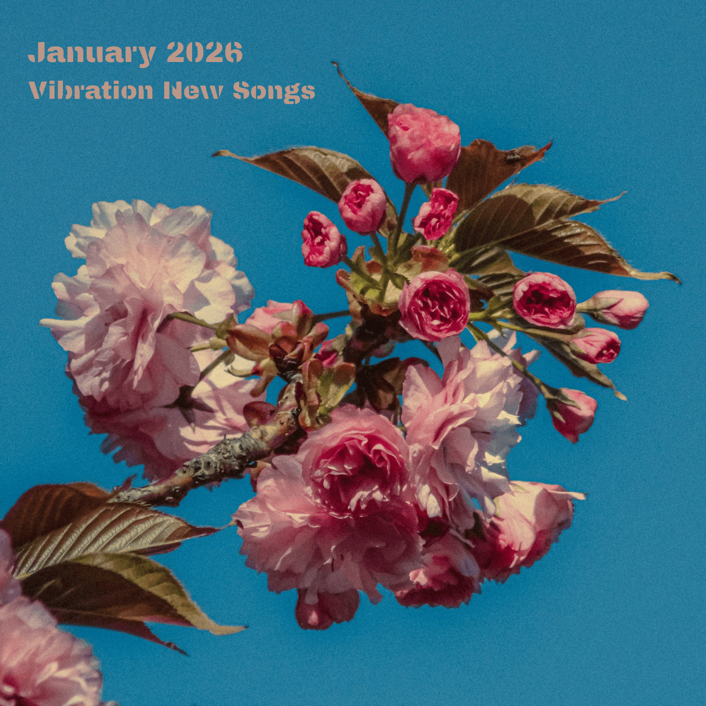 1月新歌推荐丨XG、坂本慎太郎、啤酒妹、Leo王…新年爆发🎉 - Vibration 歪波音室 cover