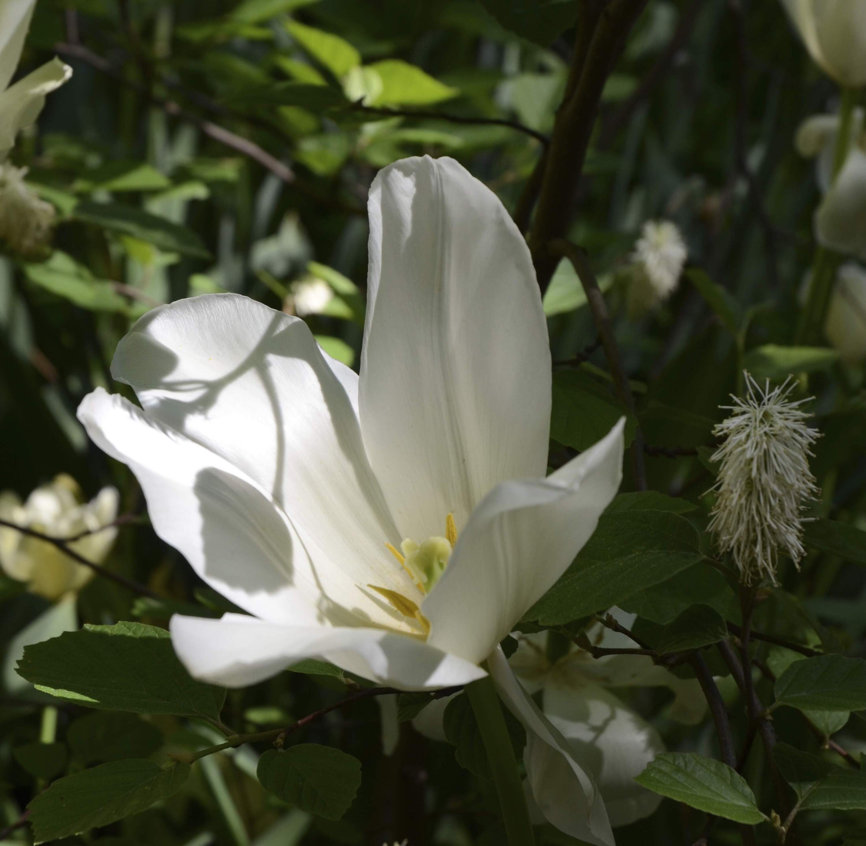 Digging Up Lily's Garden - Endless Thread cover