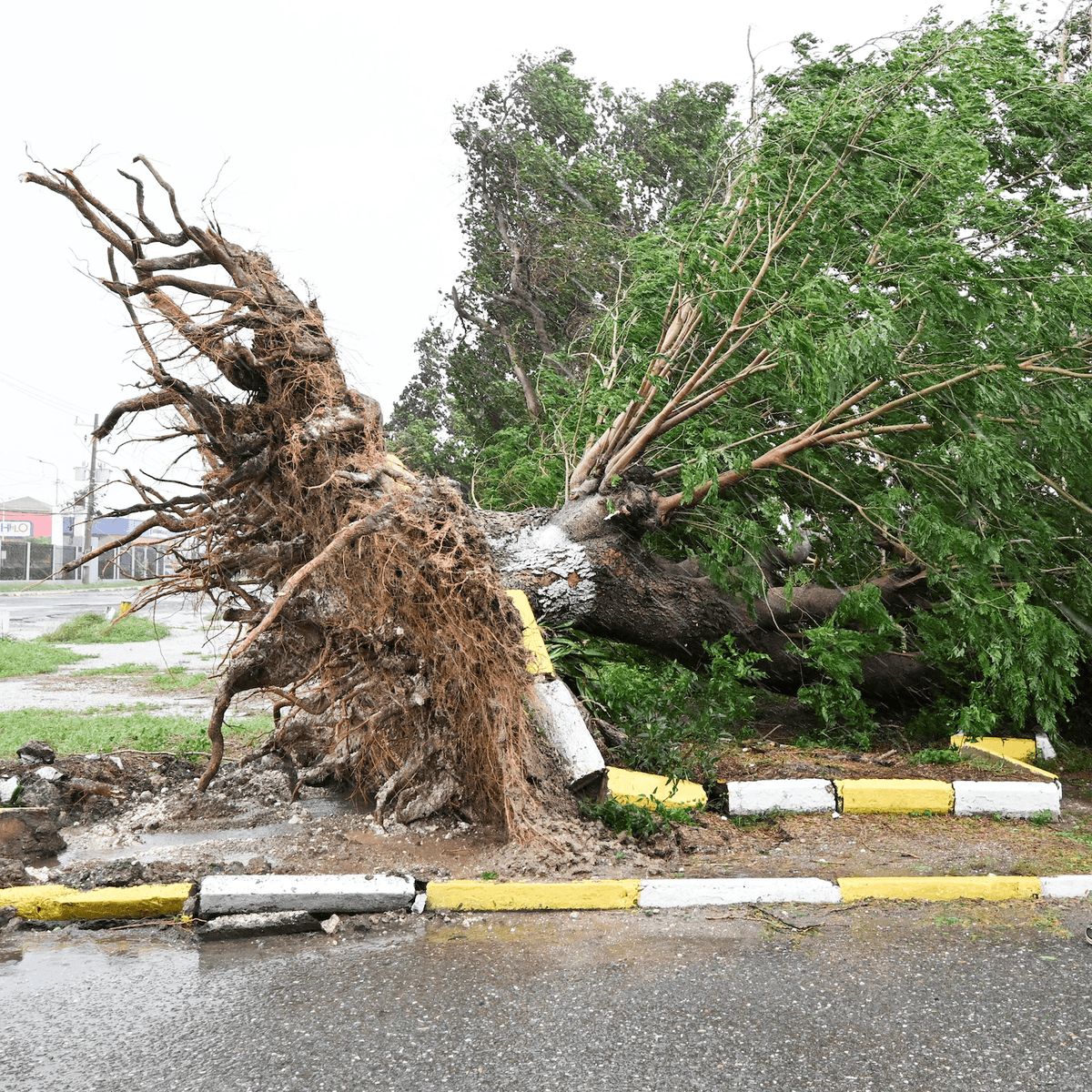Jamaica’s “storm of the century” inflicts catastrophic damage - Apple News Today cover