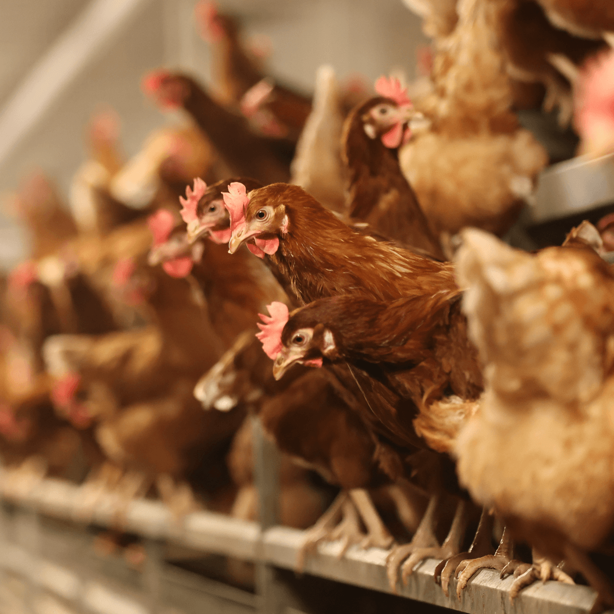 How worried should you be about bird flu? - Apple News Today cover