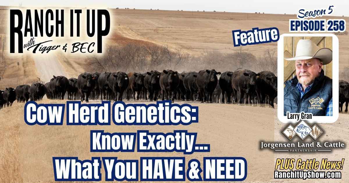 Cow Herd Genetics:  Know Exactly What You Have & Need And Record Cattle Prices - Ranch It Up Radio Show & Podcast cover