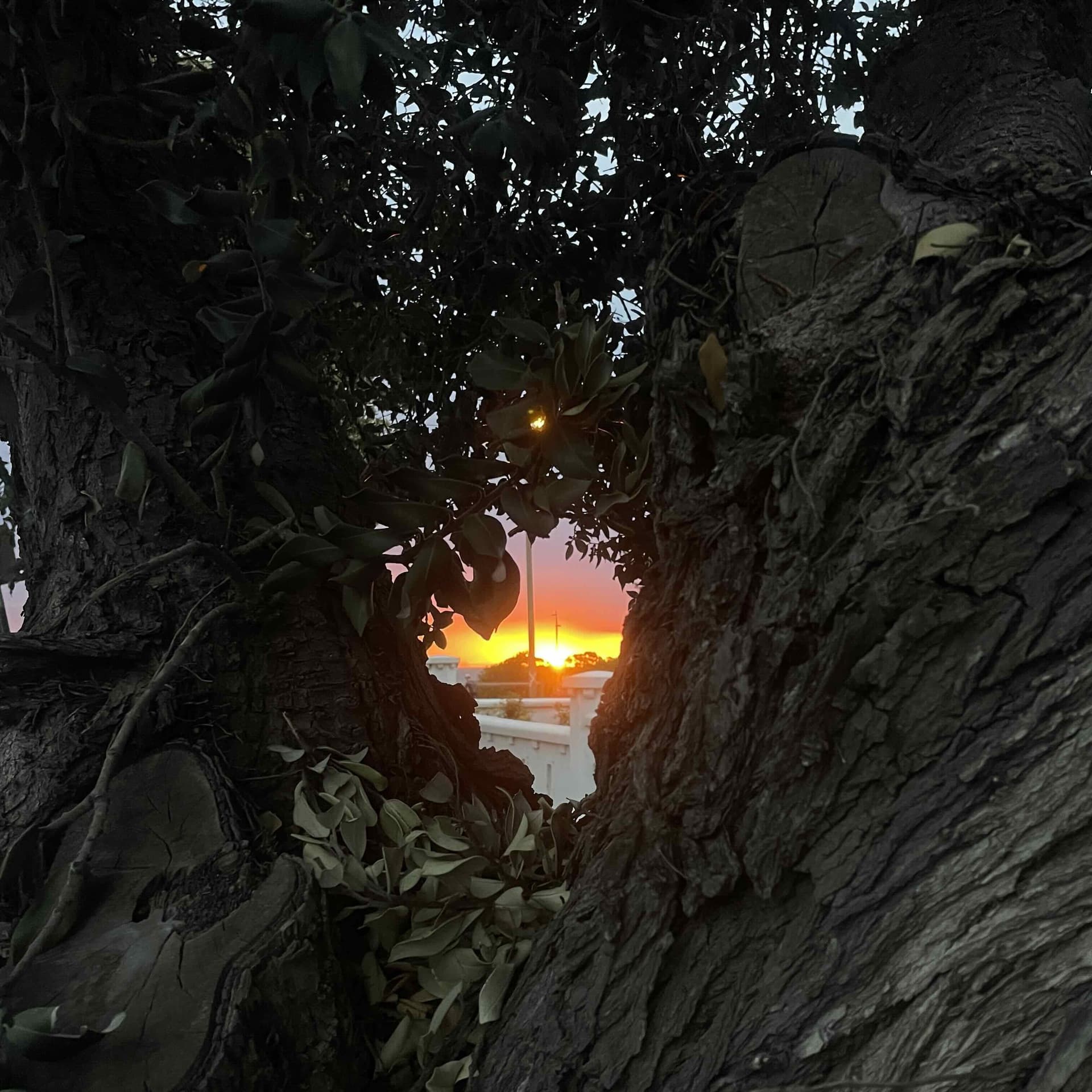 Hiding - Sorting Life cover