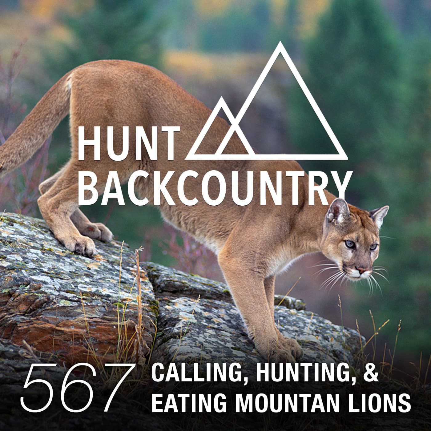 567 | Calling, Hunting, & Eating Mountain Lions - The Hunt Backcountry Podcast cover
