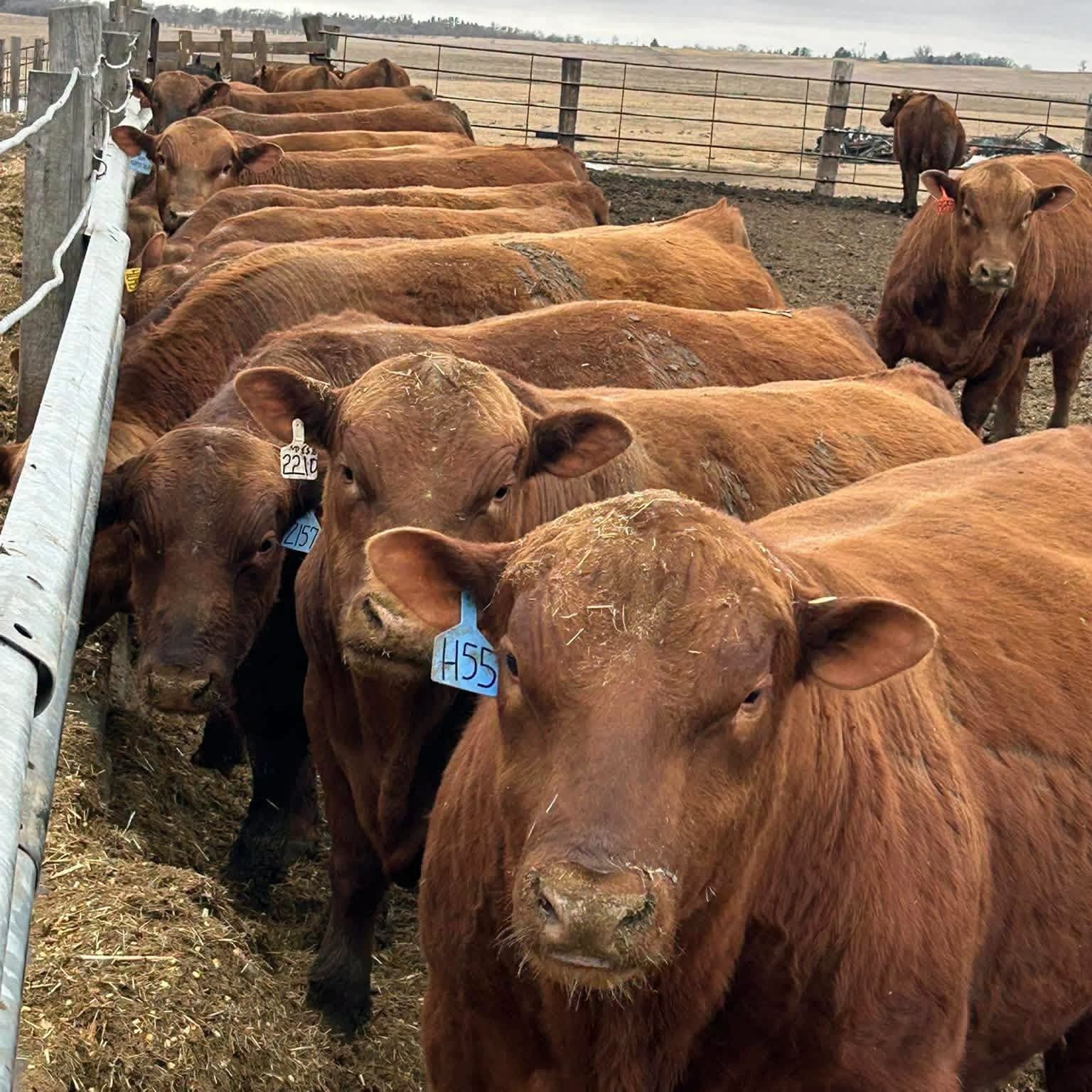 Raising Age Advantaged Cattle - Cattleman’s Corner Radio cover