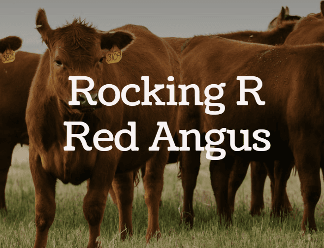 Dan Reardon of Rocking R Red Angus - Cattleman’s Corner Radio cover