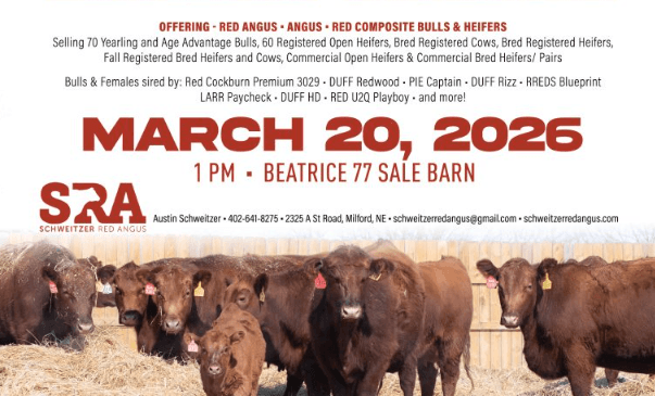 Schweitzer Red Angus Sale - Cattleman’s Corner Radio cover