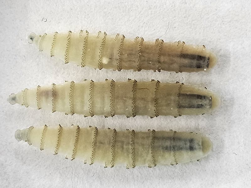 Discussion on the New World Screwworm - Cattleman’s Corner Radio cover