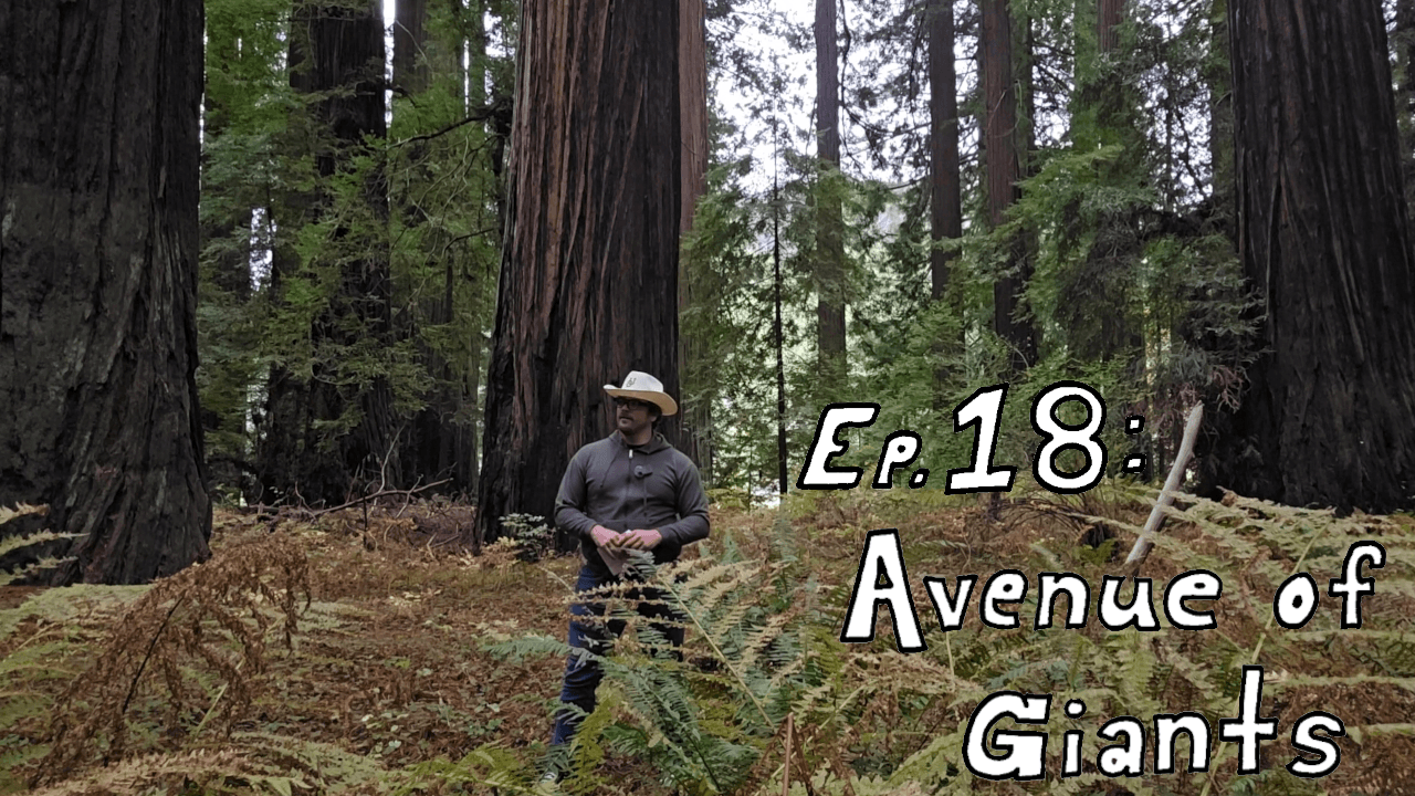 Ep.18 : Avenue of Giants - Seanathan Cory cover