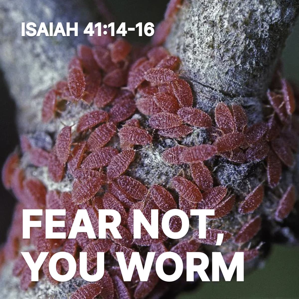 Fear Not, You Worm - Storyline Seoul cover