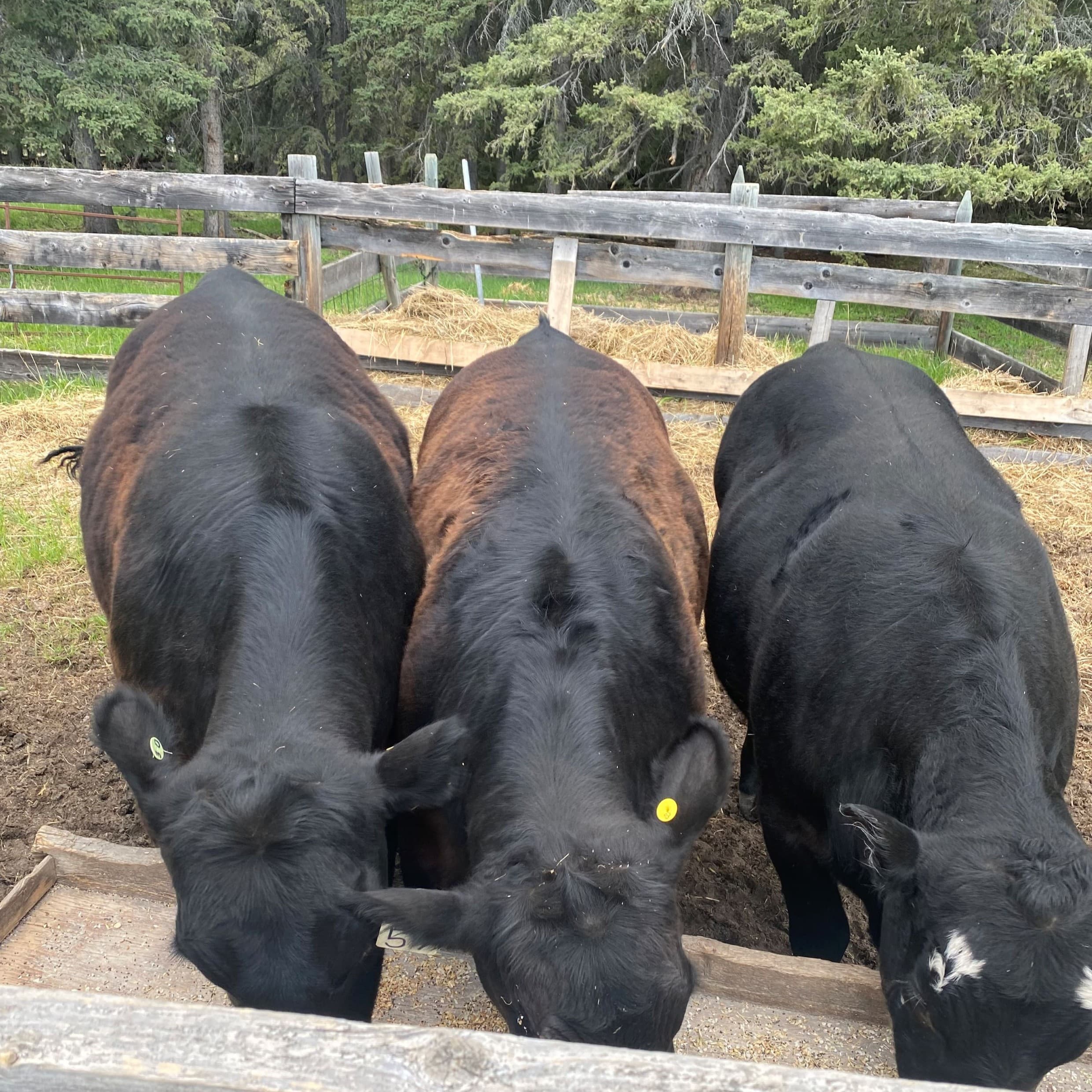 Alberta Beef - The BBQ Beautiful Podcast cover