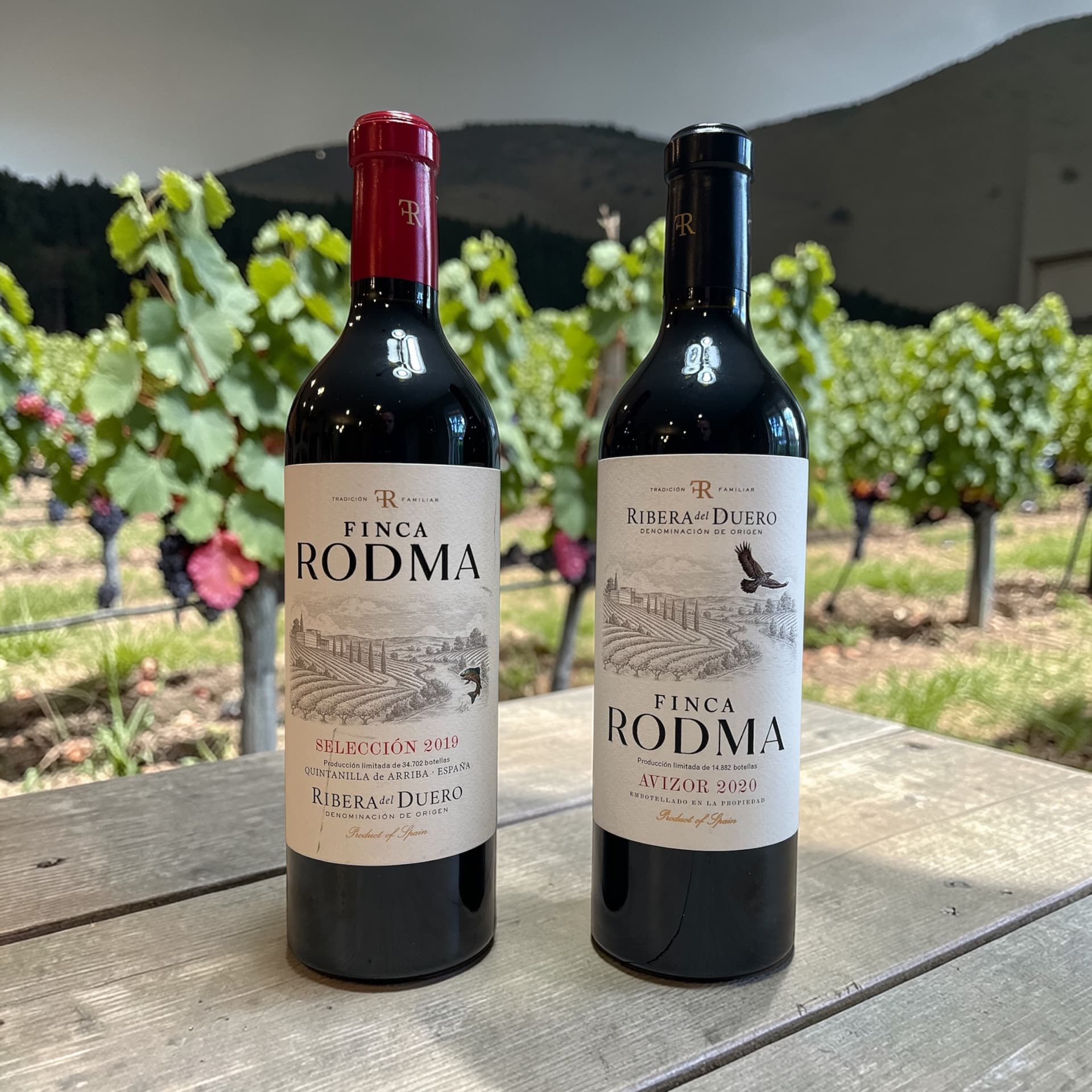 Italian wine, go fish - Sips, Suds, & Smokes cover