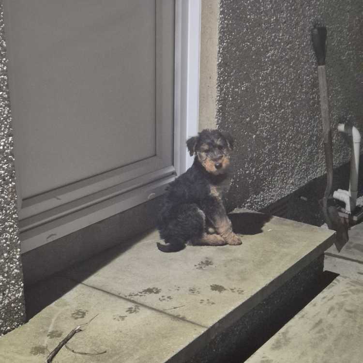 LouiseyVent 2025 Day 19 - caithnesscraftcollective cover