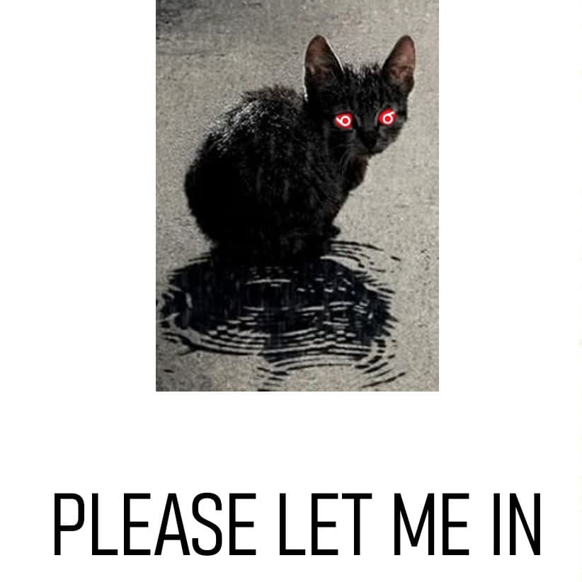 sad cat meow in rain - JAR Media Posdact cover