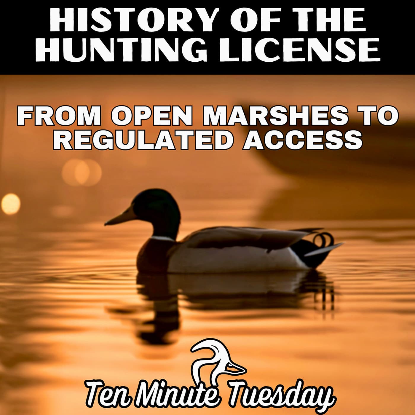 From Open Marshes to Regulated Access: The Hunting License — Midwest Flyways Podcast cover