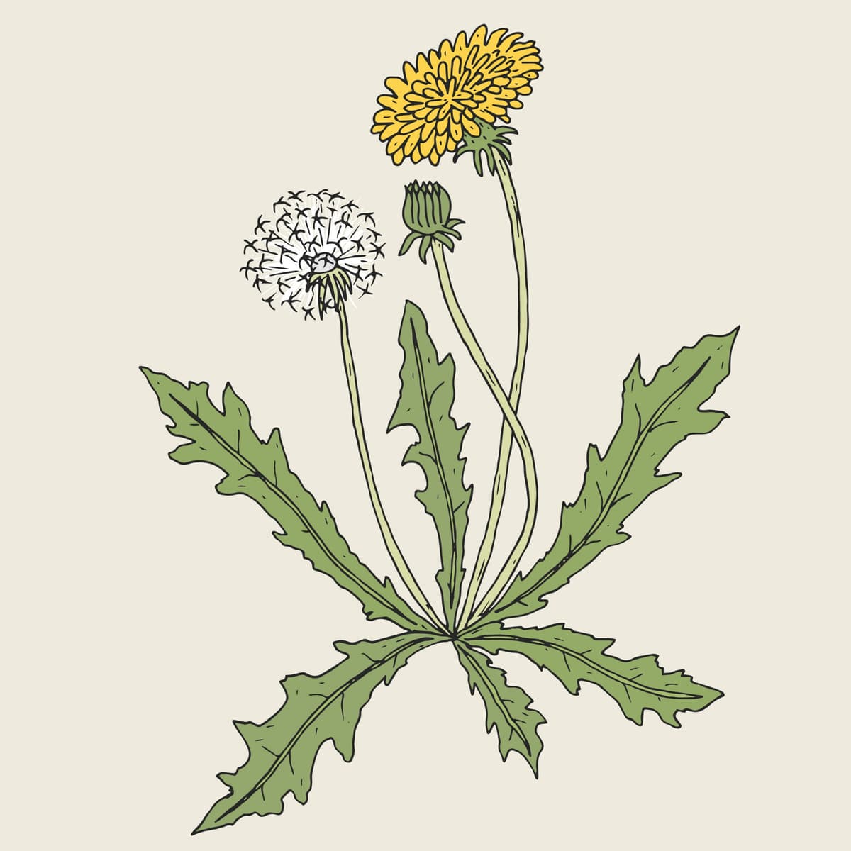 Three Dandelion Stories - Bedtime Stories Podcast Fairytales and Folk Tales from the Lilypad for kids cover