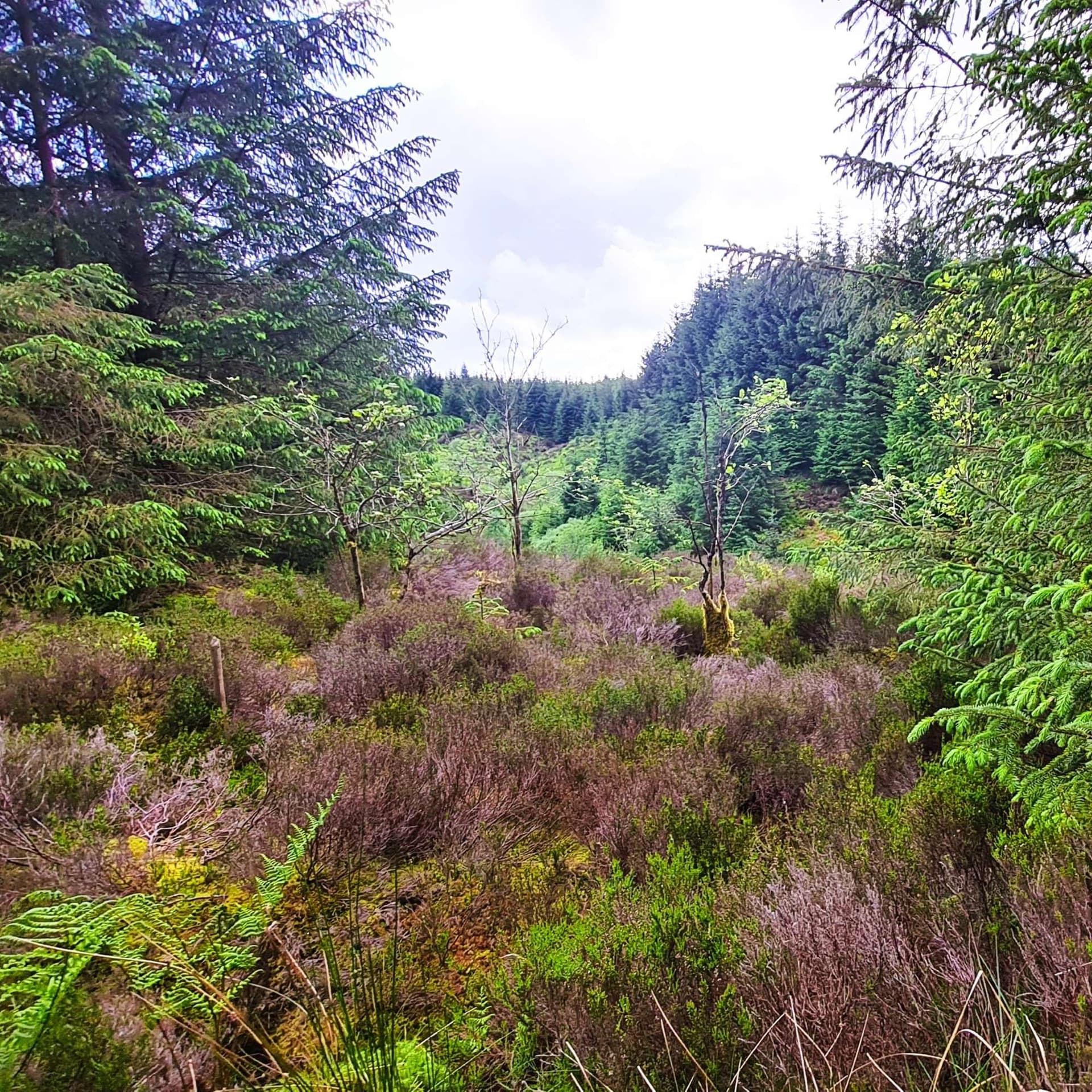 247 Natural white noise from the firs of Kielder Forest - Radio Lento podcast cover