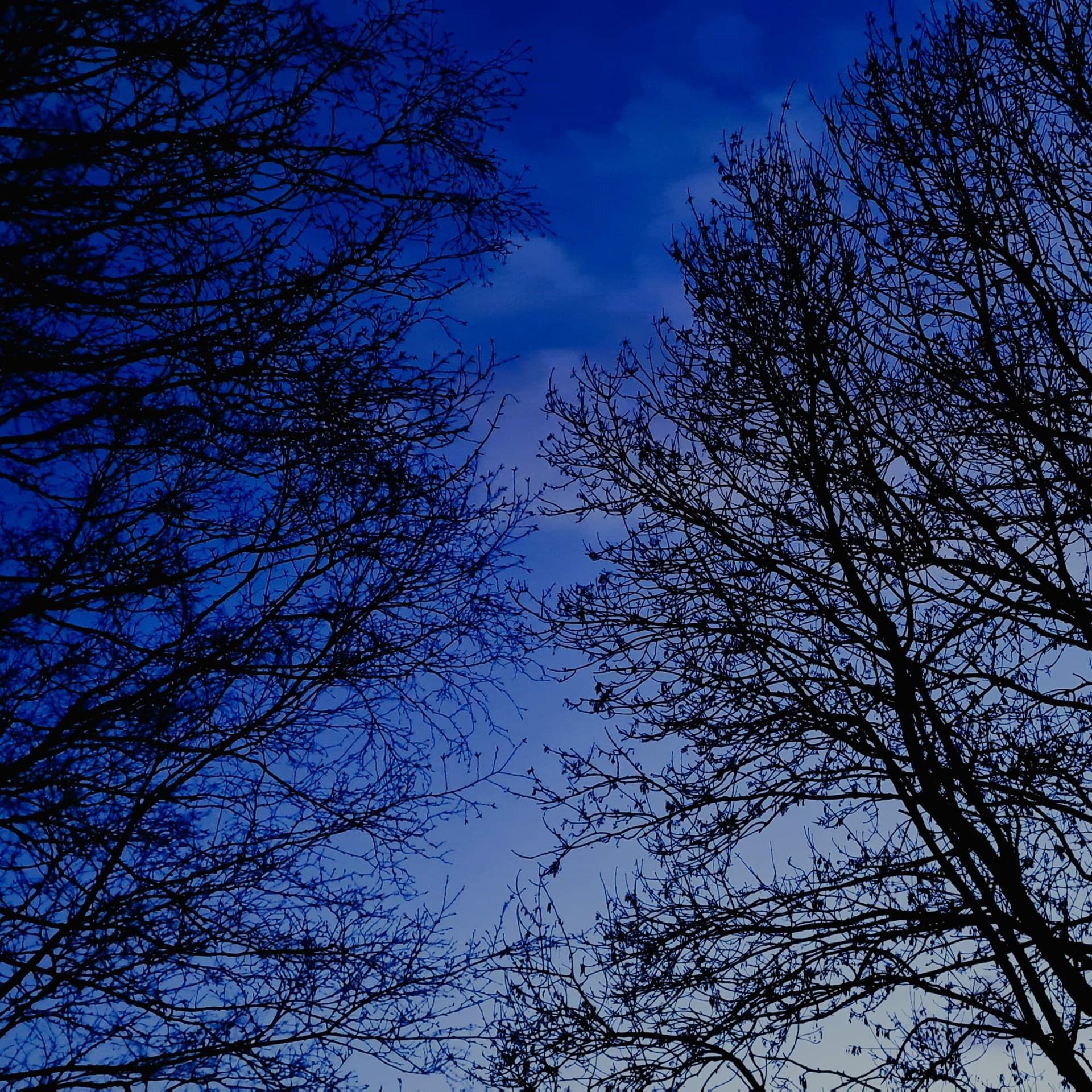 250 Moorland trees in mid-winter gales (sleep safe after owl) — Radio Lento podcast cover