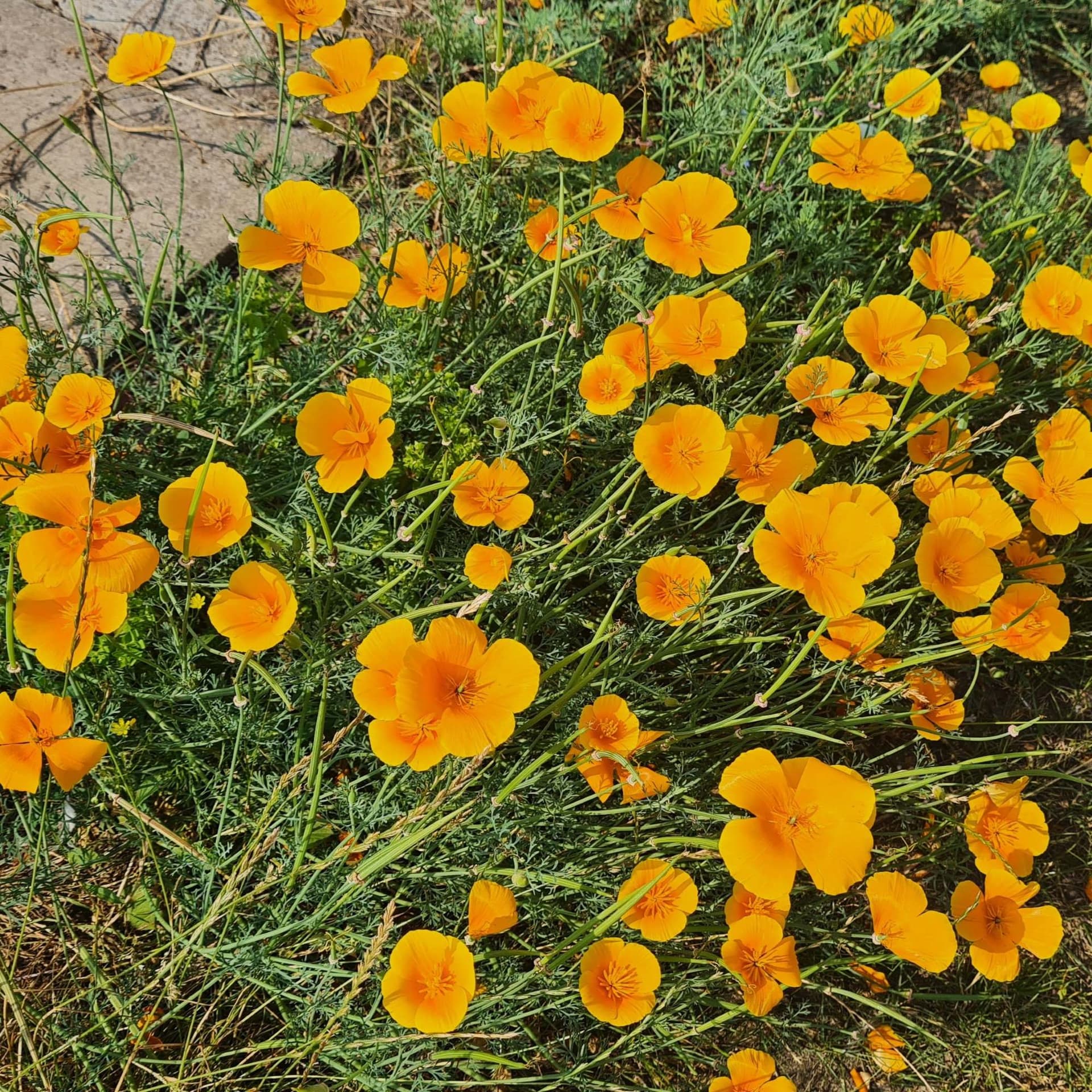 252 Late July breezes through the old churchyard - Radio Lento podcast cover