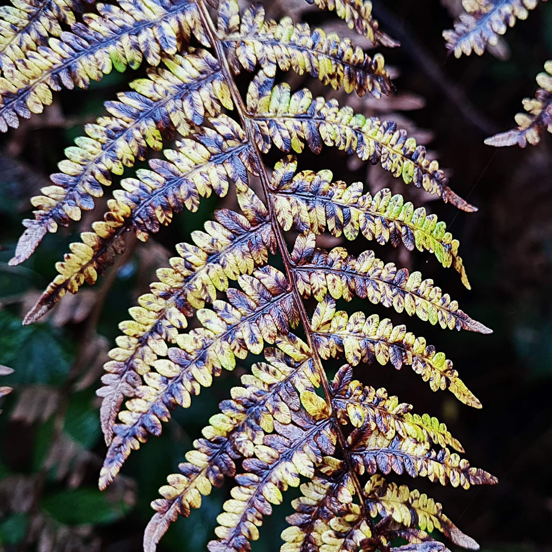 255 Quantocks trees in late October air (night and sleep safe) - Radio Lento podcast cover