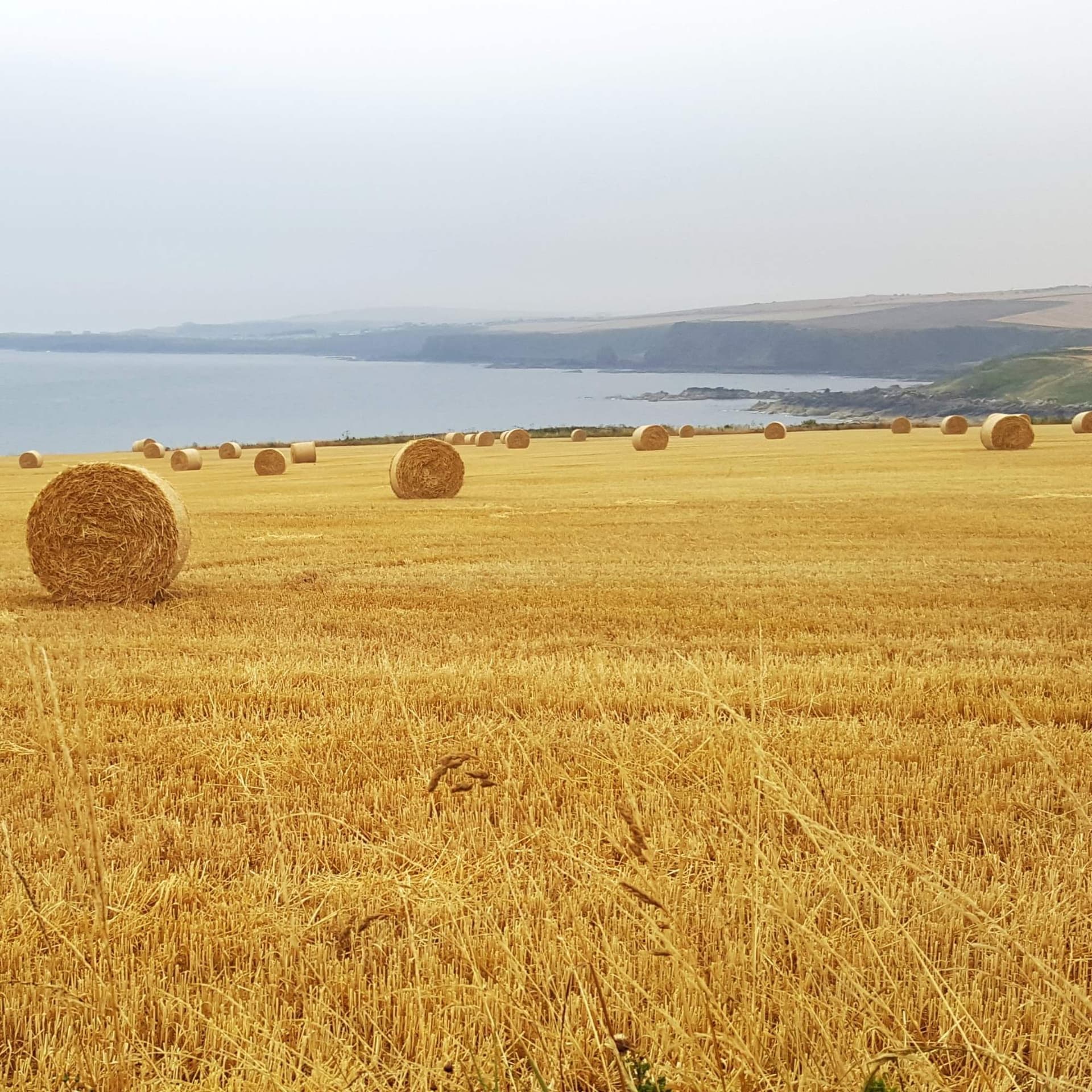 256 Gulls and emptiness along the Creel Path - Radio Lento podcast cover