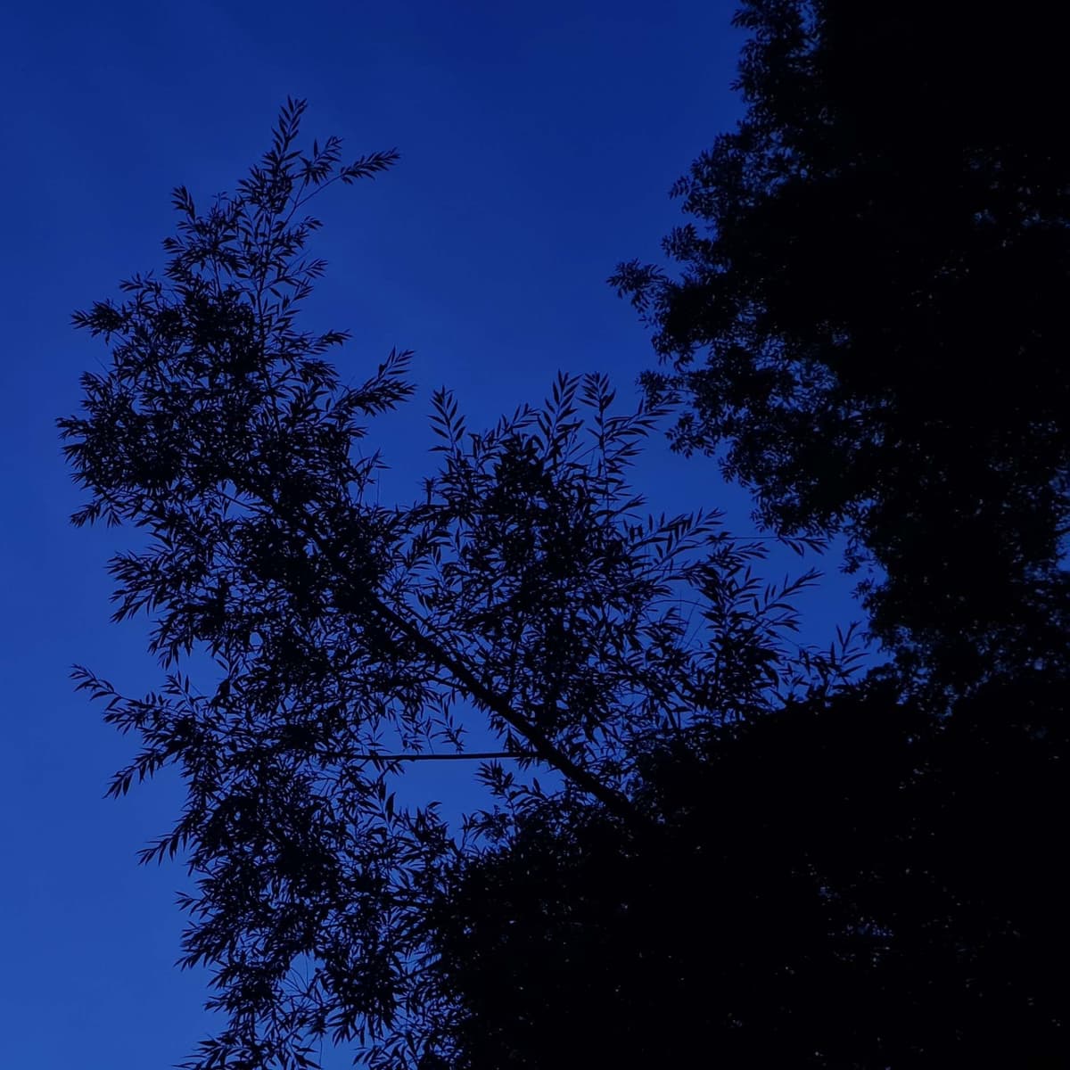 286 Night crickets of the Kent coast (long sleep safe + some soft overflying planes) - Radio Lento podcast cover