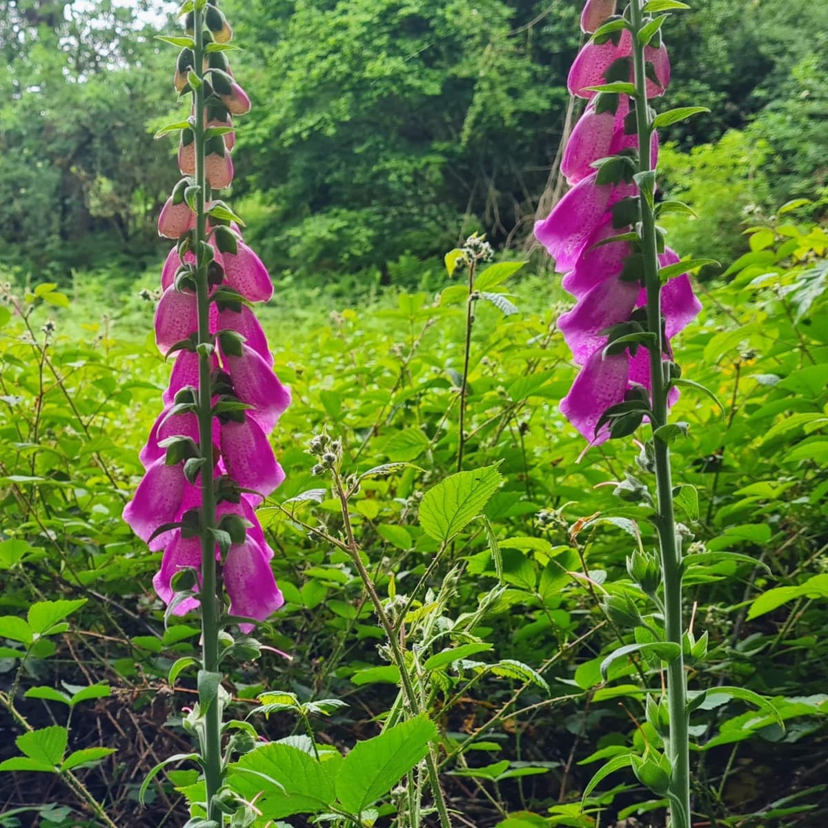 289 Dawn birds of rural Shropshire - Radio Lento podcast cover