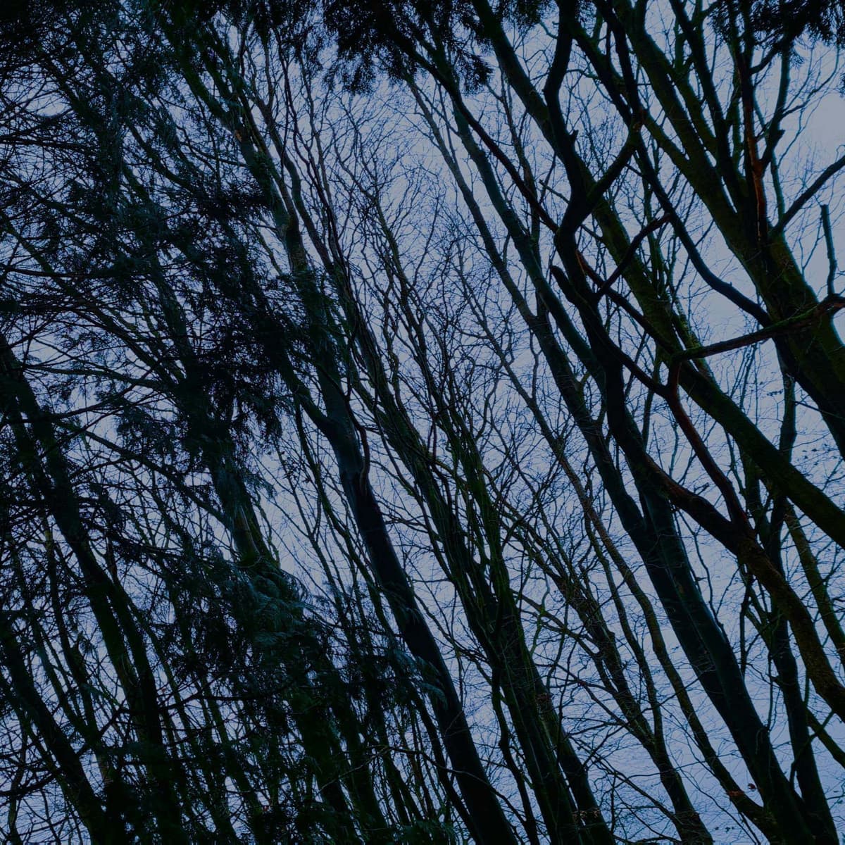 292 Moorland trees in December gales - Derbyshire (sleep safe after owls at start) - Radio Lento podcast cover