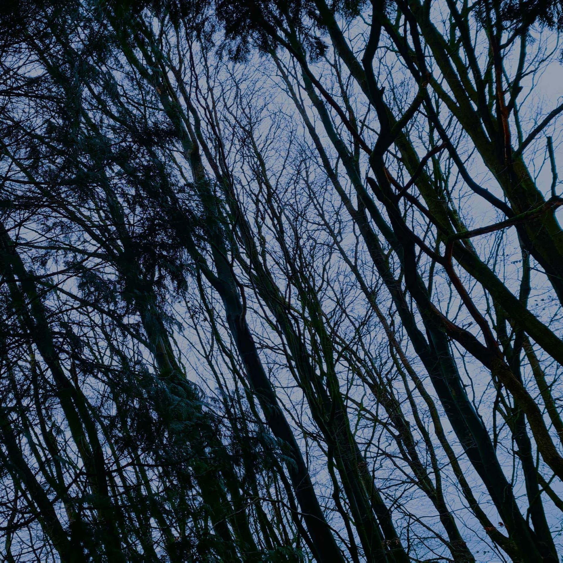 292 Moorland trees in December gales - Derbyshire (sleep safe after owls at start) — Radio Lento podcast cover