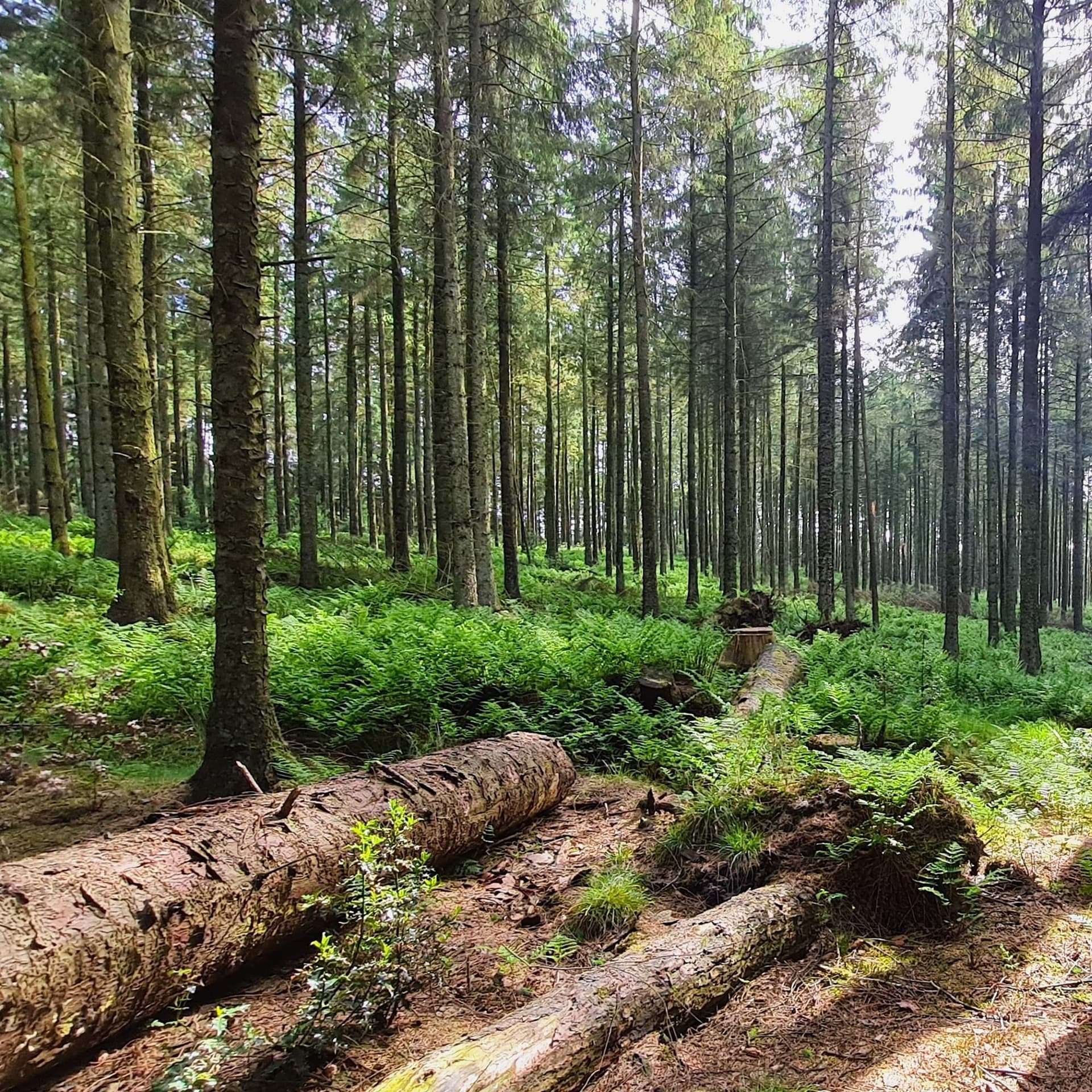 294 Dawn in Shelve Wood Shropshire with cuckoo - Radio Lento podcast cover