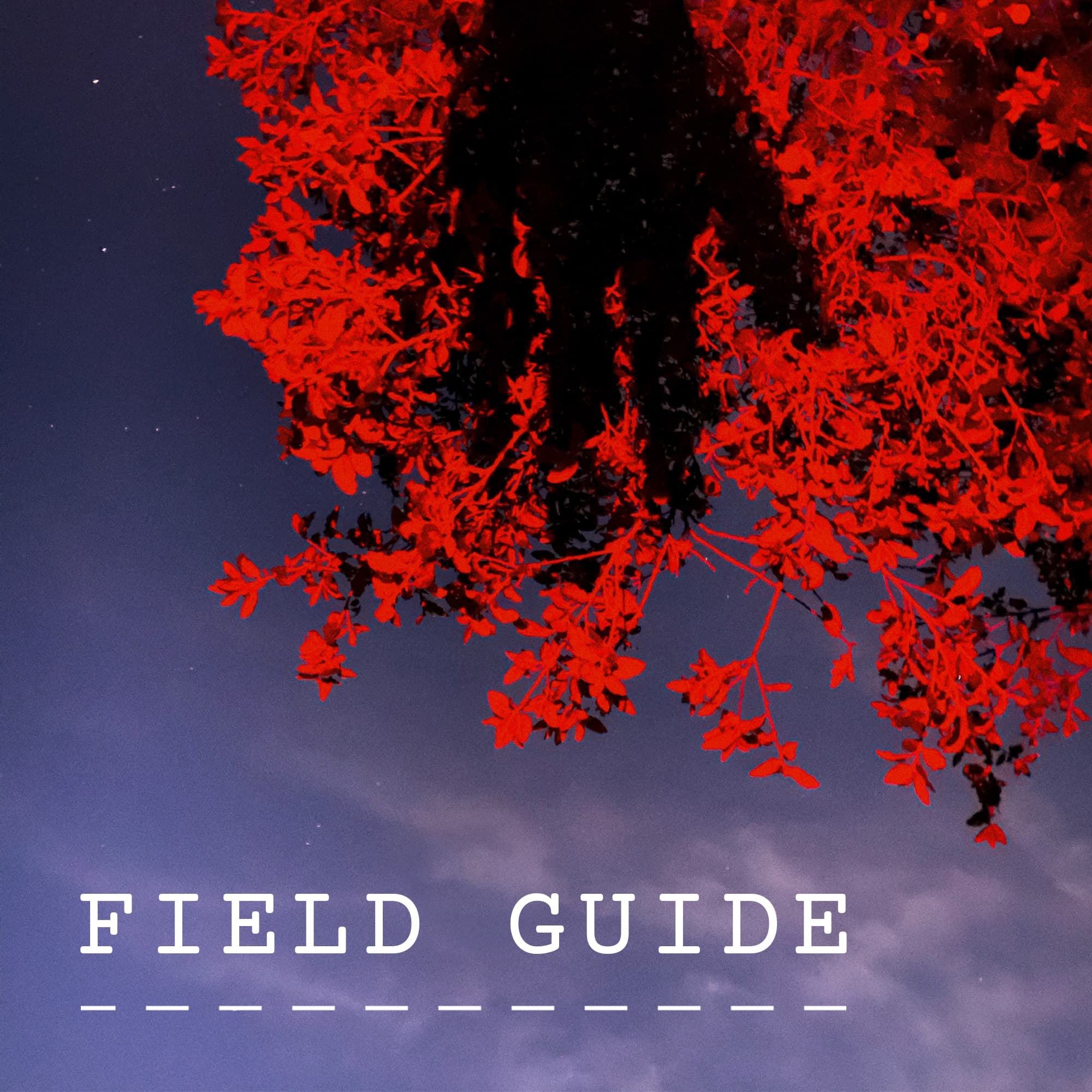 Field Guide: Night Sky - Pop-Up Magazine Presents cover