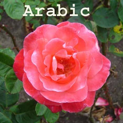 Arabic102 cover
