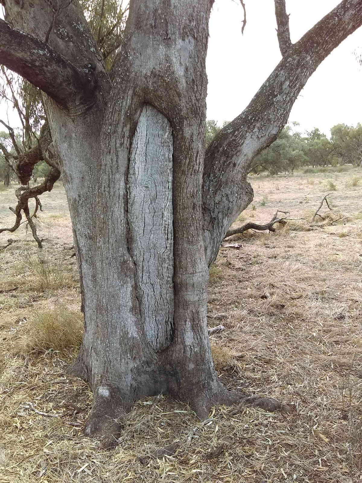 Dead Heart of the MIA - Viewpoints – Placecloud (English) cover