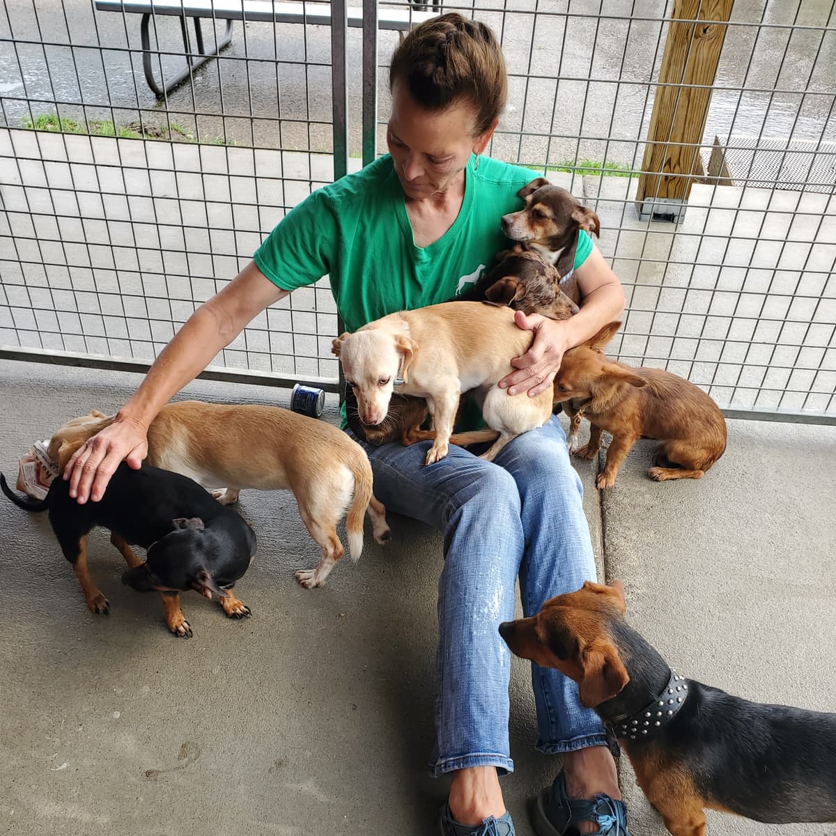 How to save an animal shelter: “If you care about something just do it” - Post Reports cover