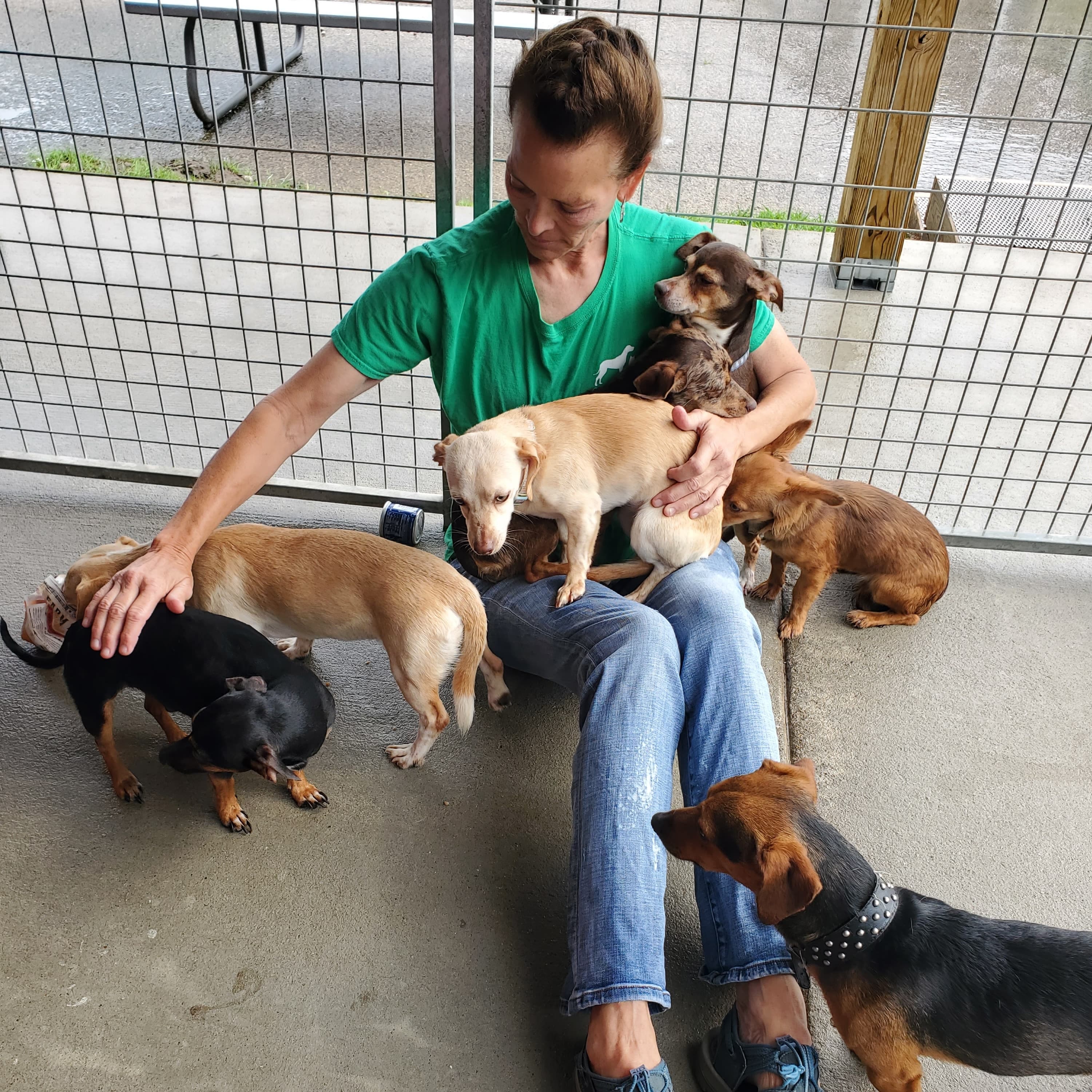 How to save an animal shelter: “If you care about something just do it” - Post Reports cover