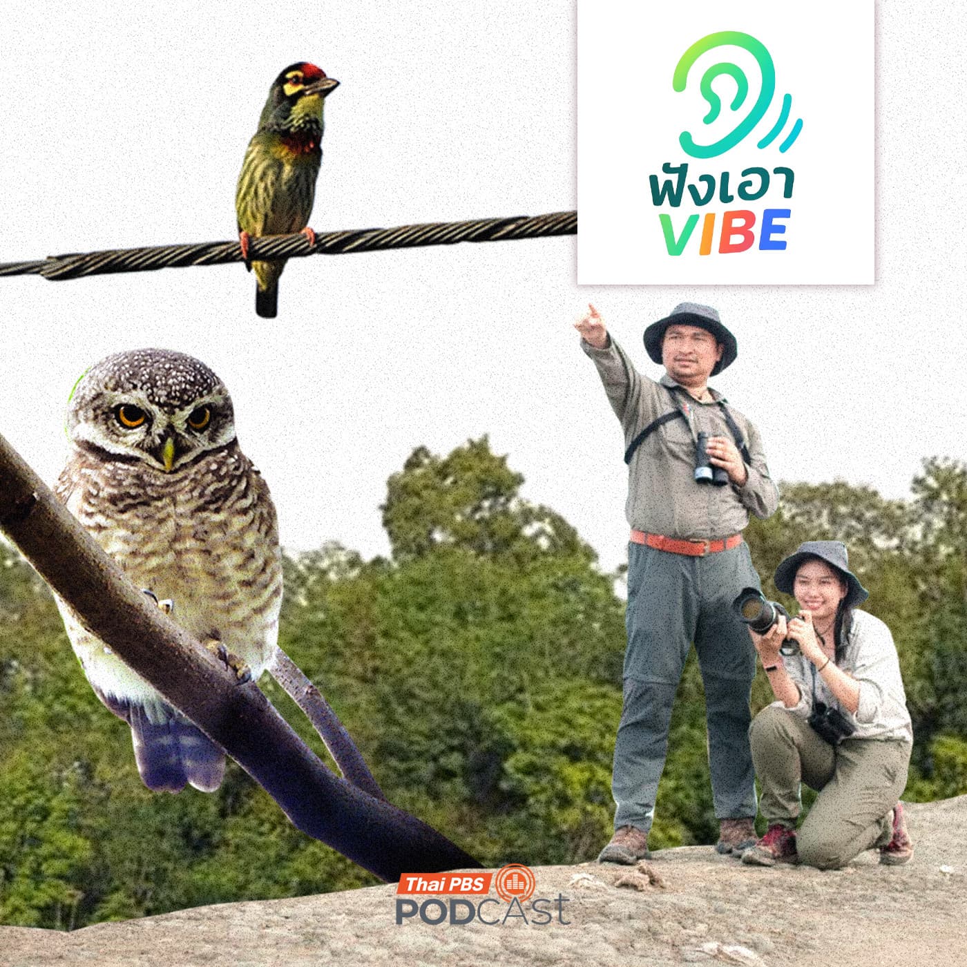 ฟังเอา Vibe EP. 3: ส่องนก ฟังเมือง - Thai PBS Podcast cover