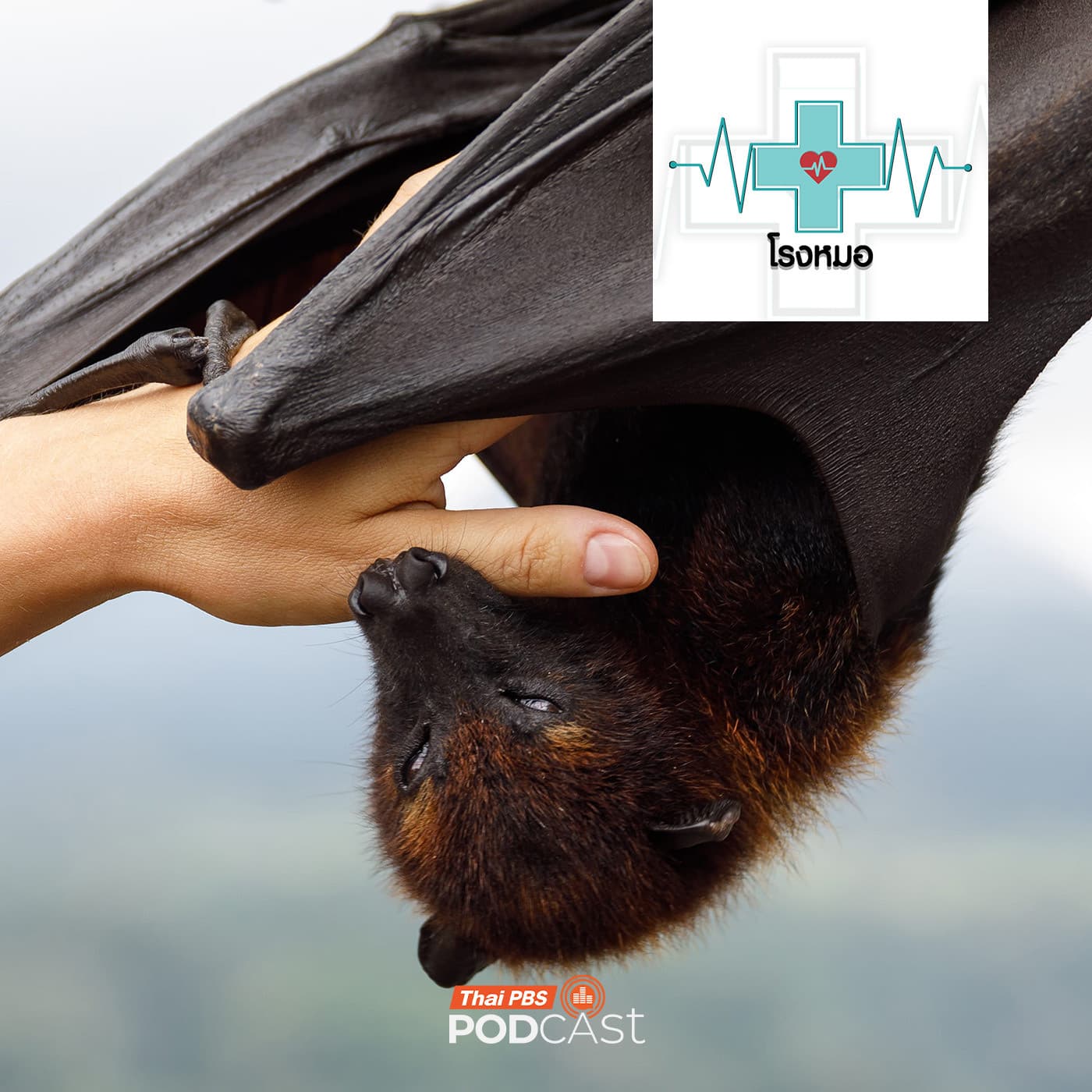 โรงหมอ EP. 1197: ค้างคาว สุดยอดรังโรคร้ายแรง ภัยที่ซ่อนอยู่ในธรรมชาติ - Thai PBS Podcast cover