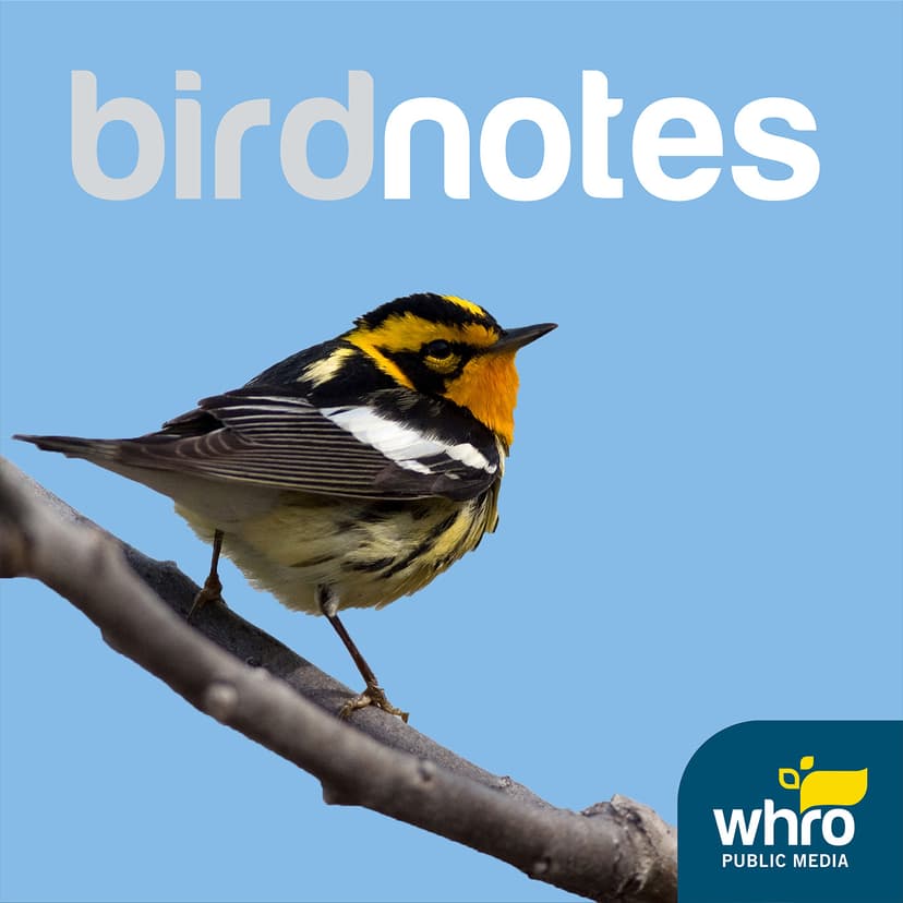 BirdNotes cover