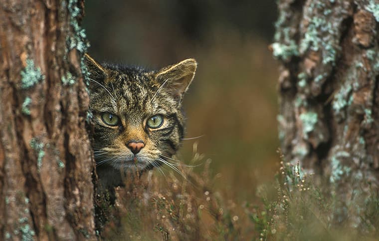 Episode 167: Paul Lister on Rewilding Scotland’s Highlands at Alladale Wilderness Reserve - Rewilding Earth Podcast cover